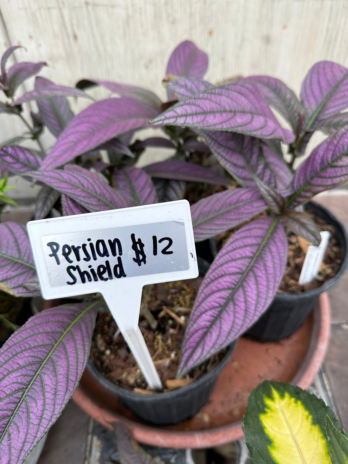Persian Shield