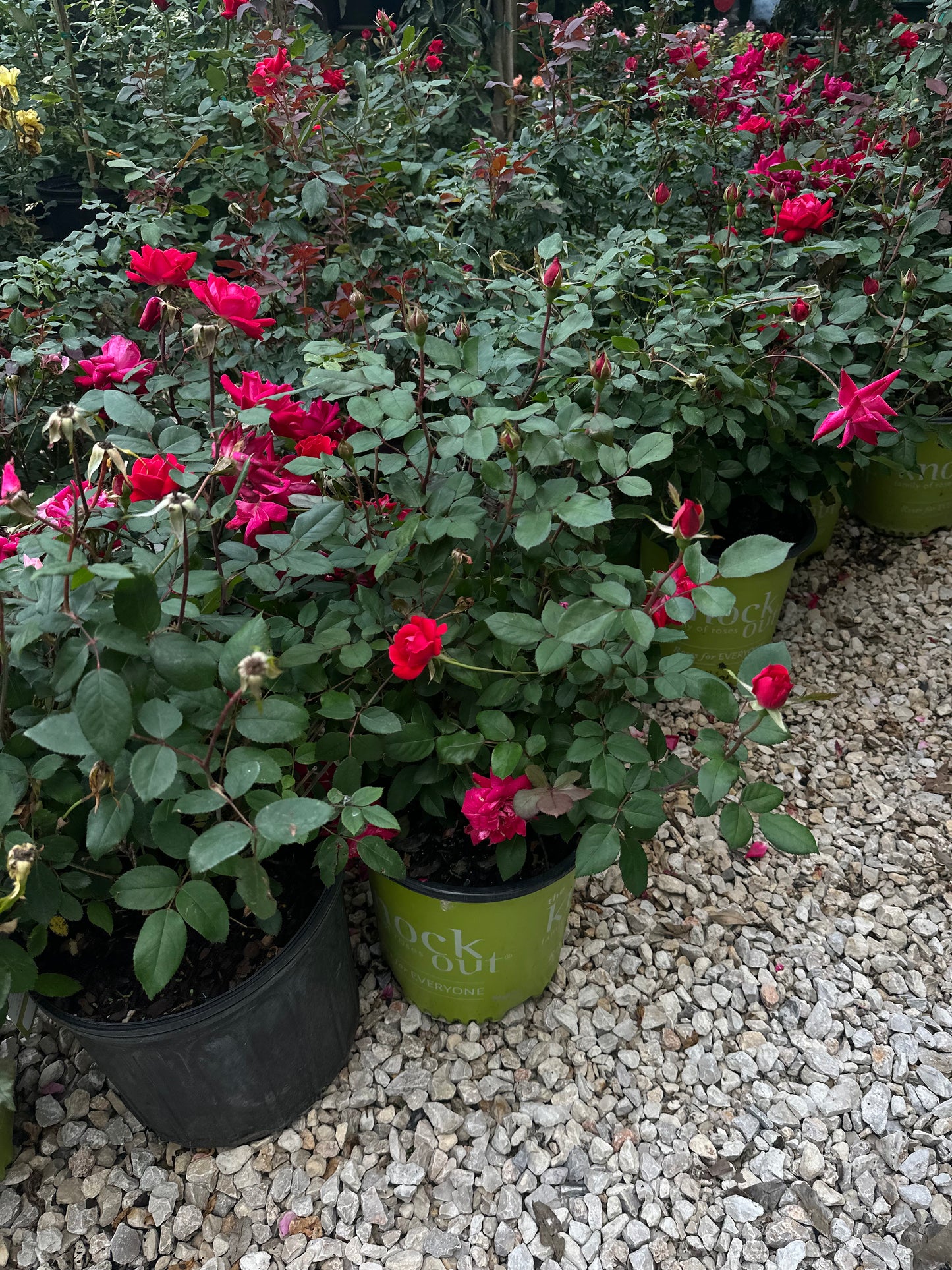 Knockout roses