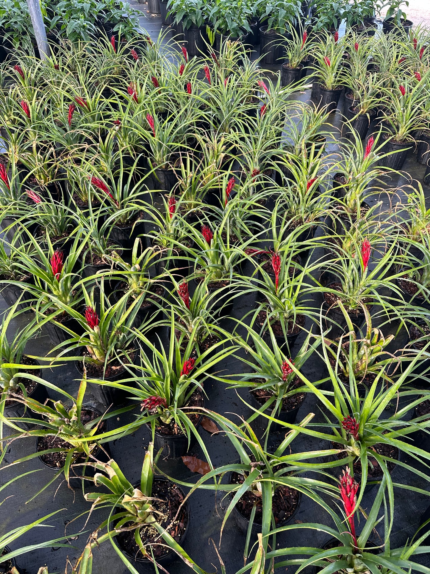 Hardy Bromeliad