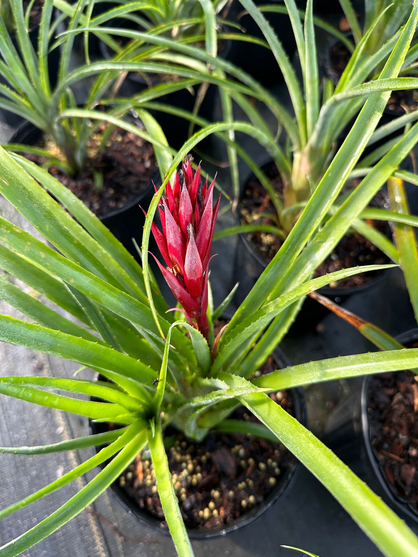 Hardy Bromeliad
