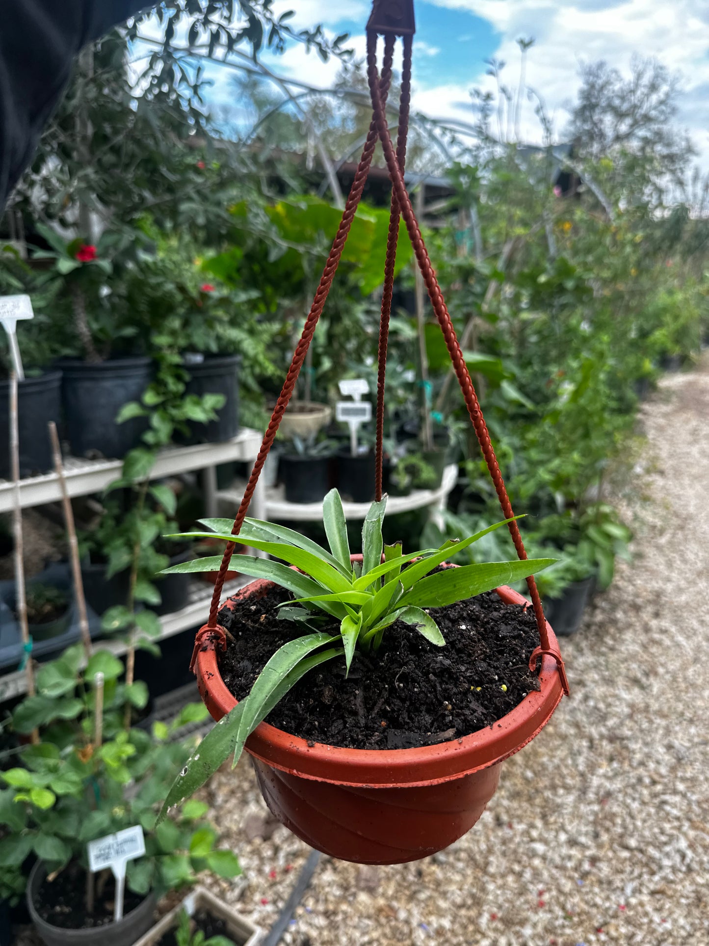 Spider plant baskets