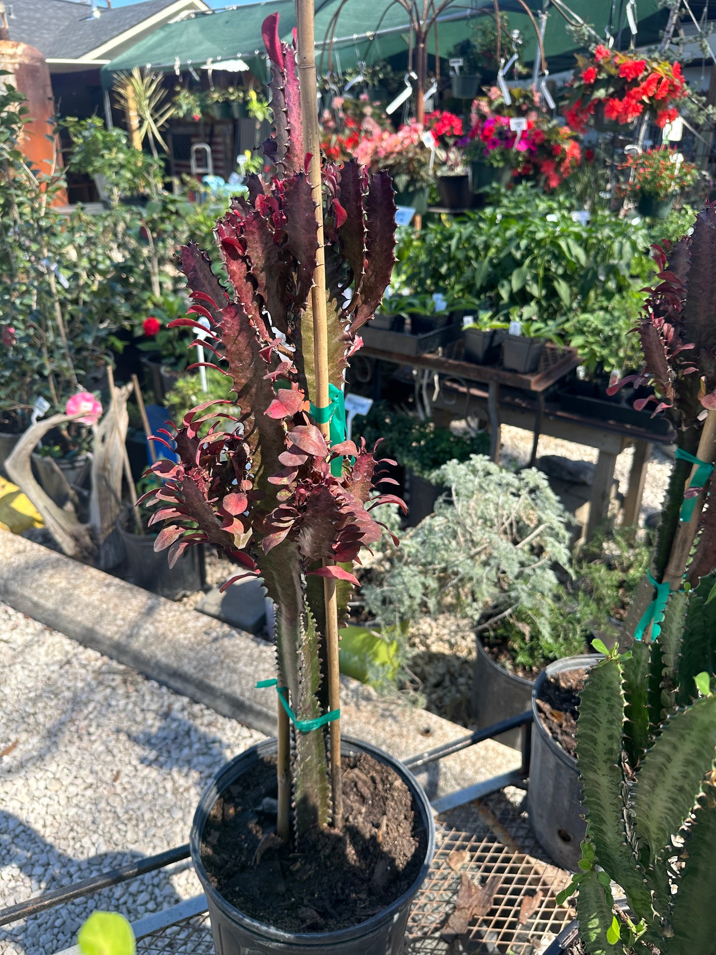 African Milk Tree Cacti