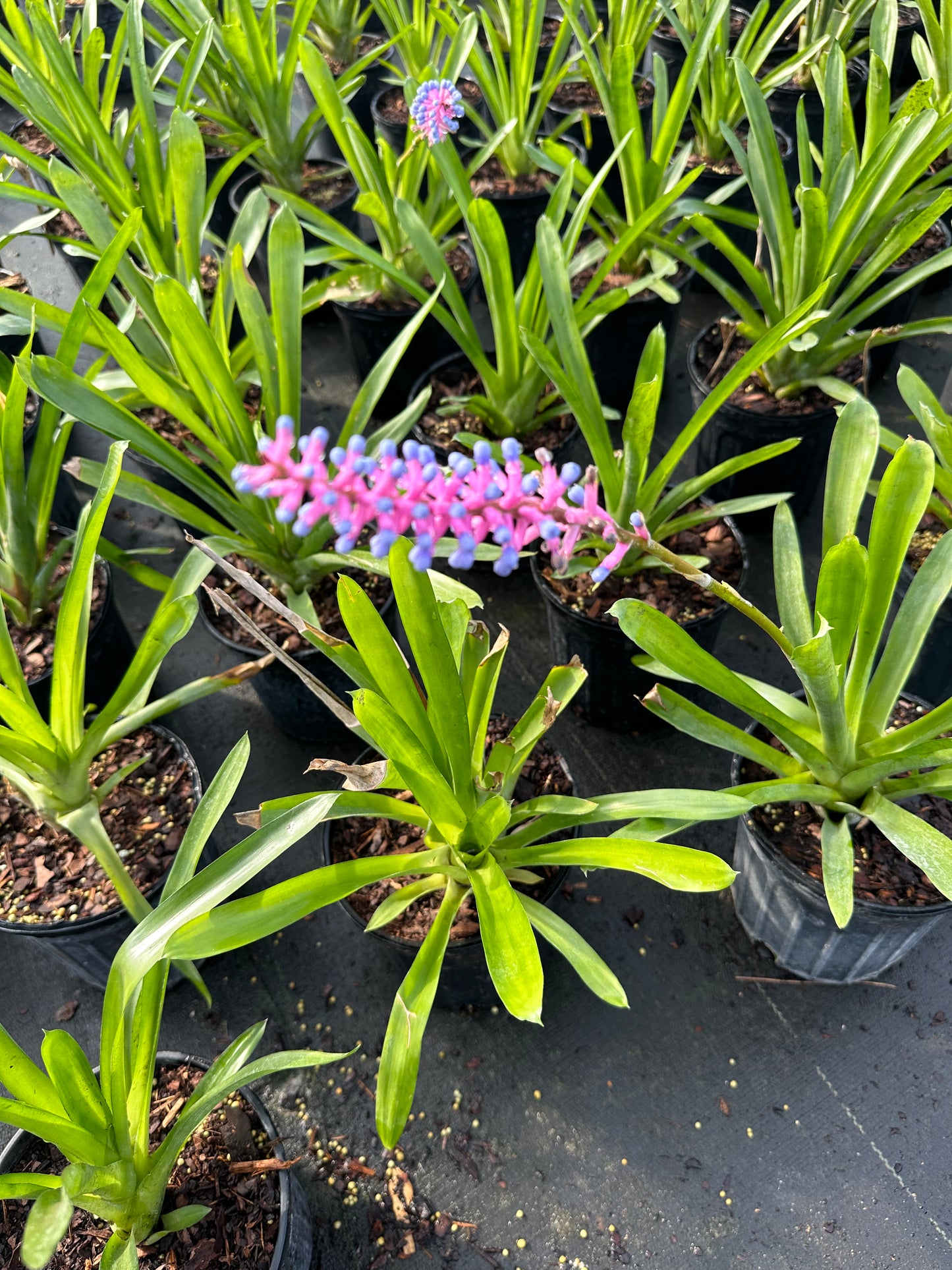 Matchstick Bromeliad