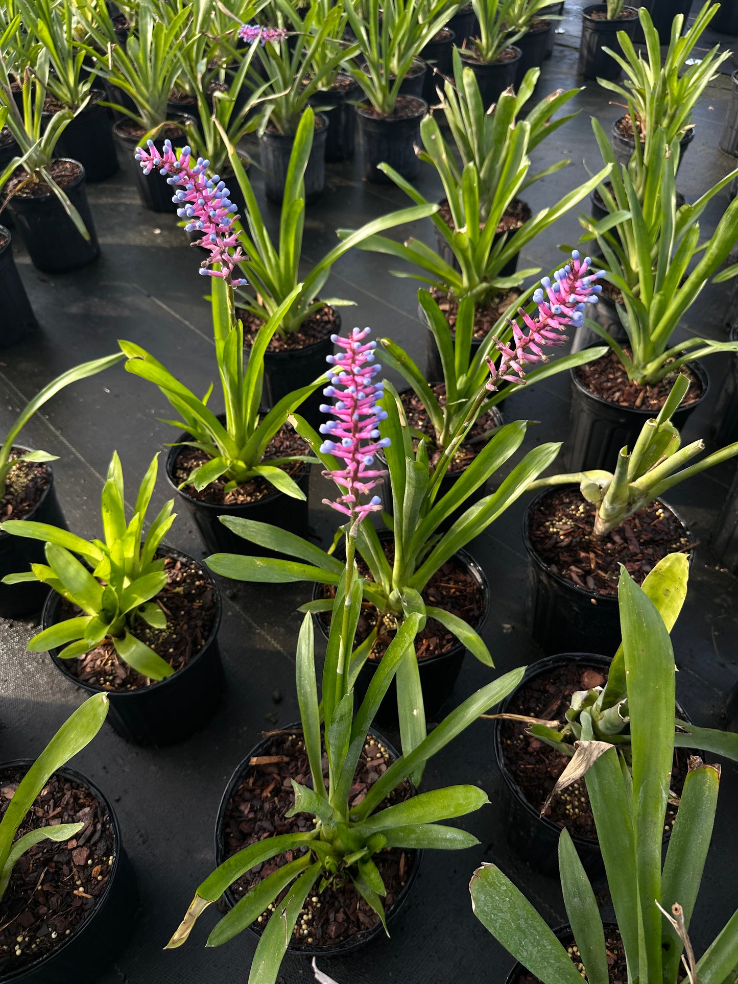 Matchstick Bromeliad