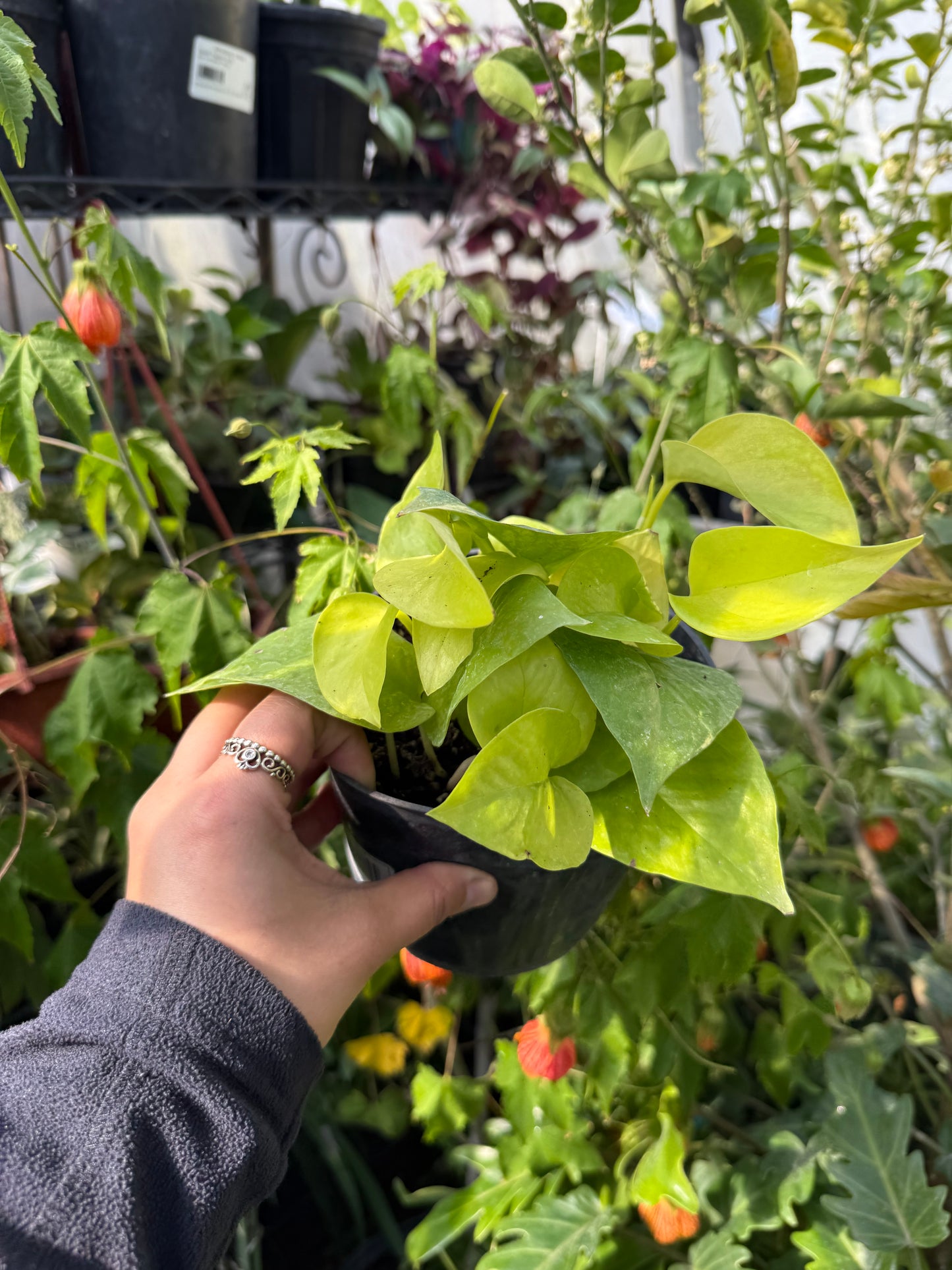 Neon Pothos
