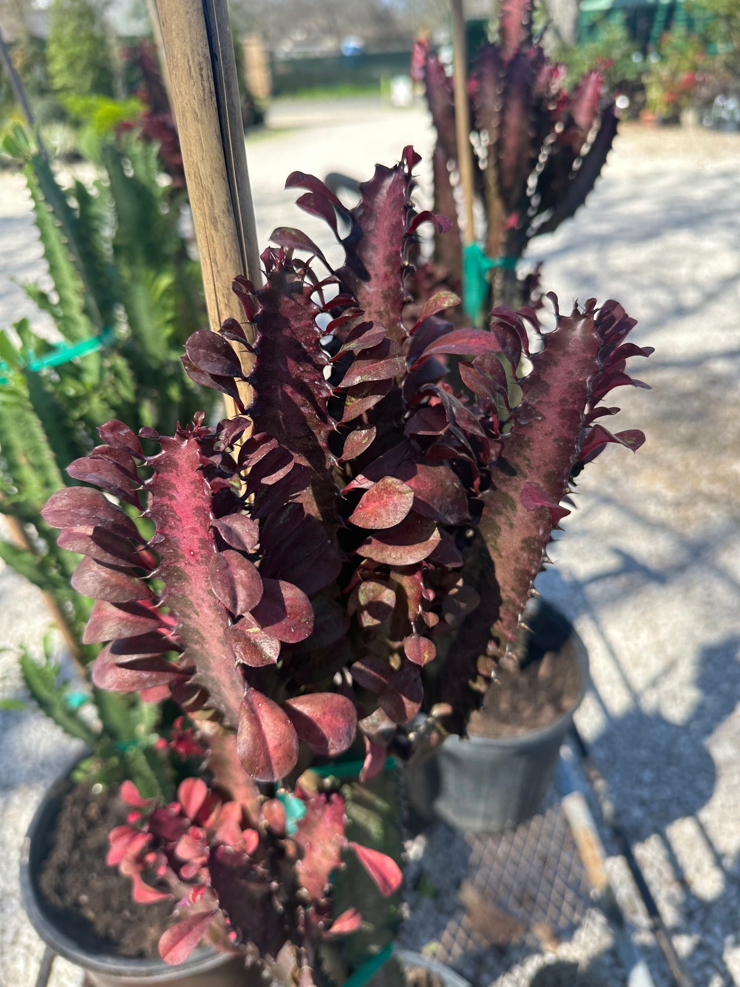 African Milk Tree Cacti