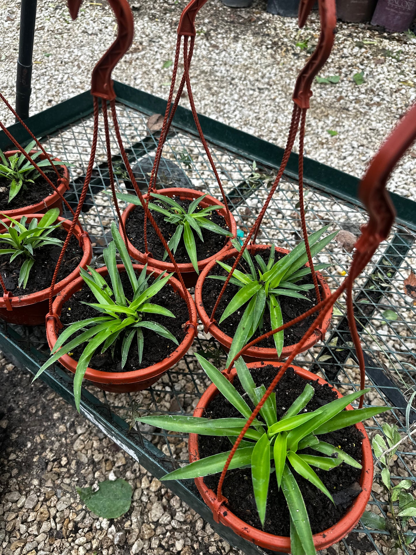 Spider plant baskets