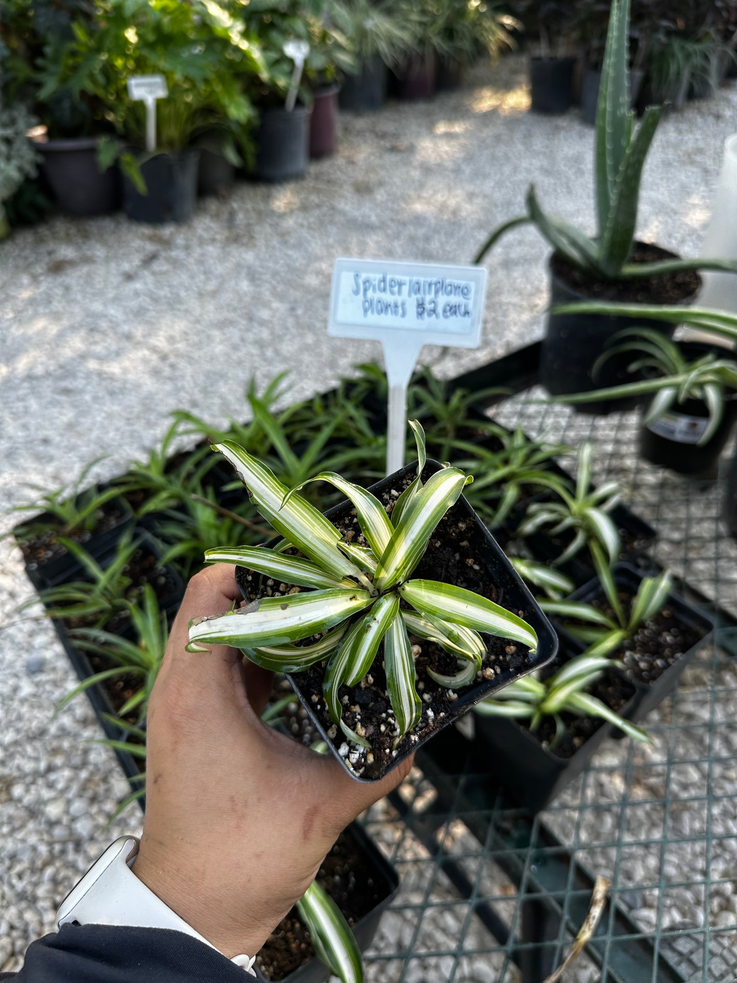 Spider plants (airplane plants) “4 cup