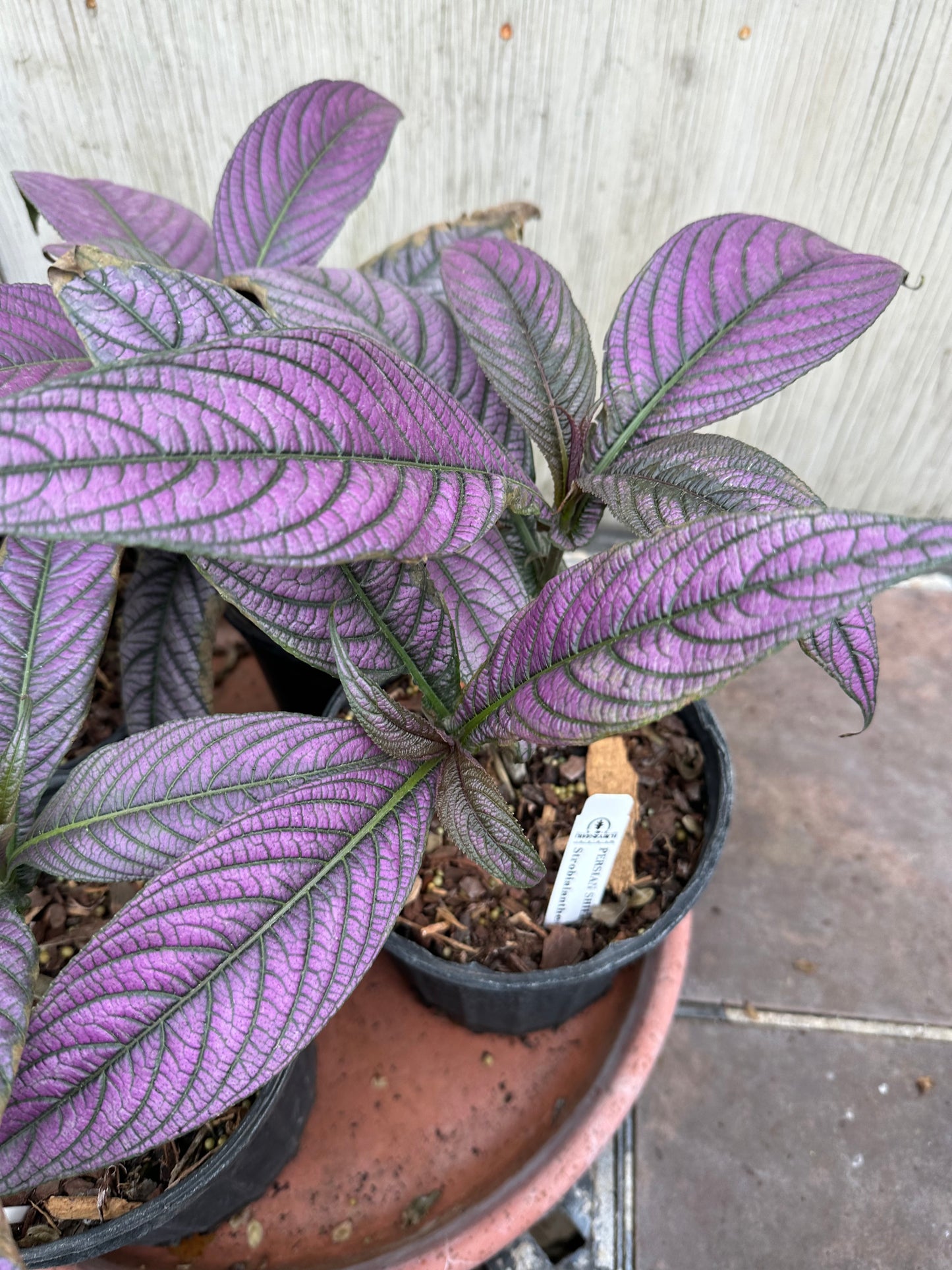 Persian Shield