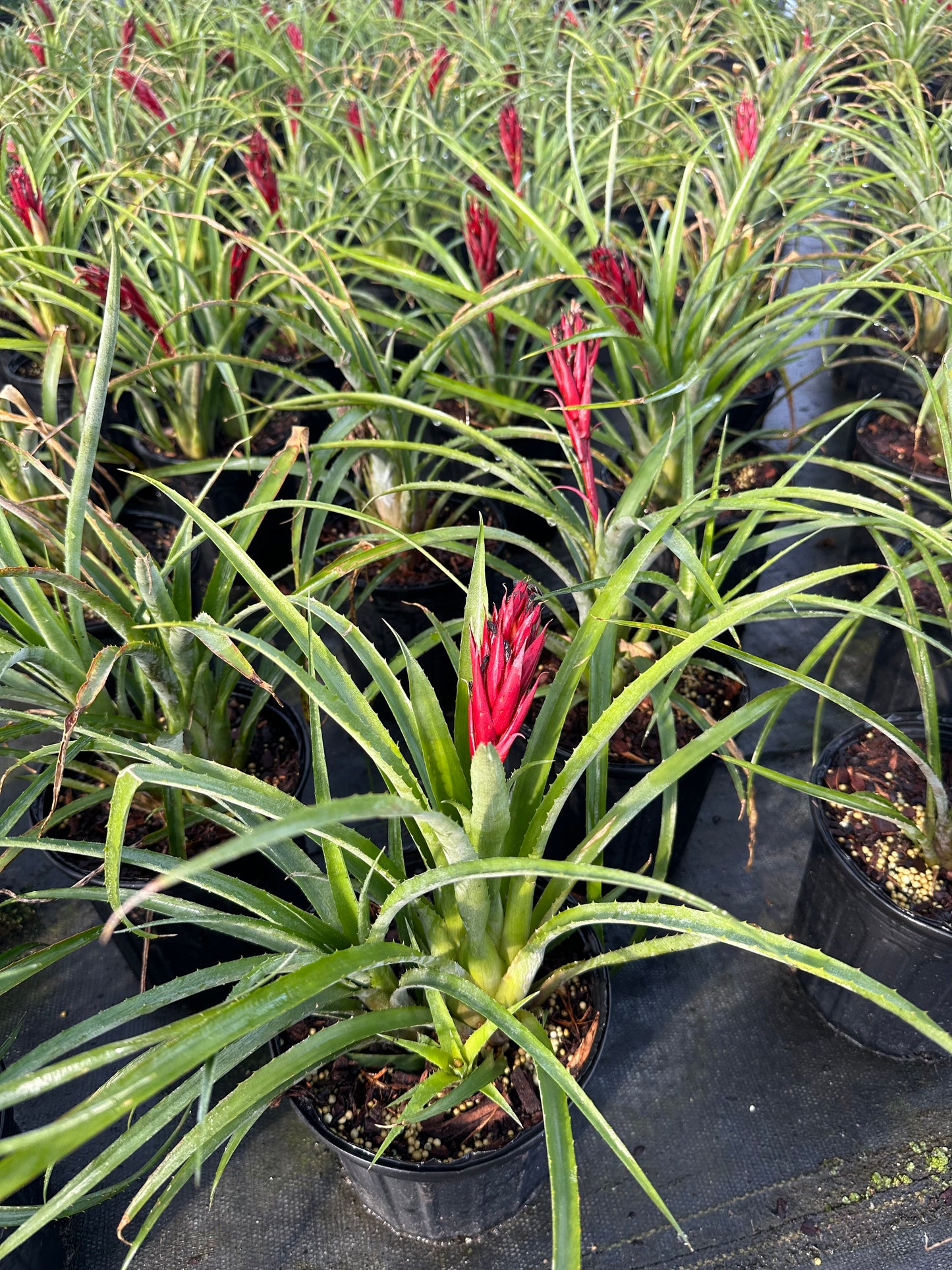 Hardy Bromeliad