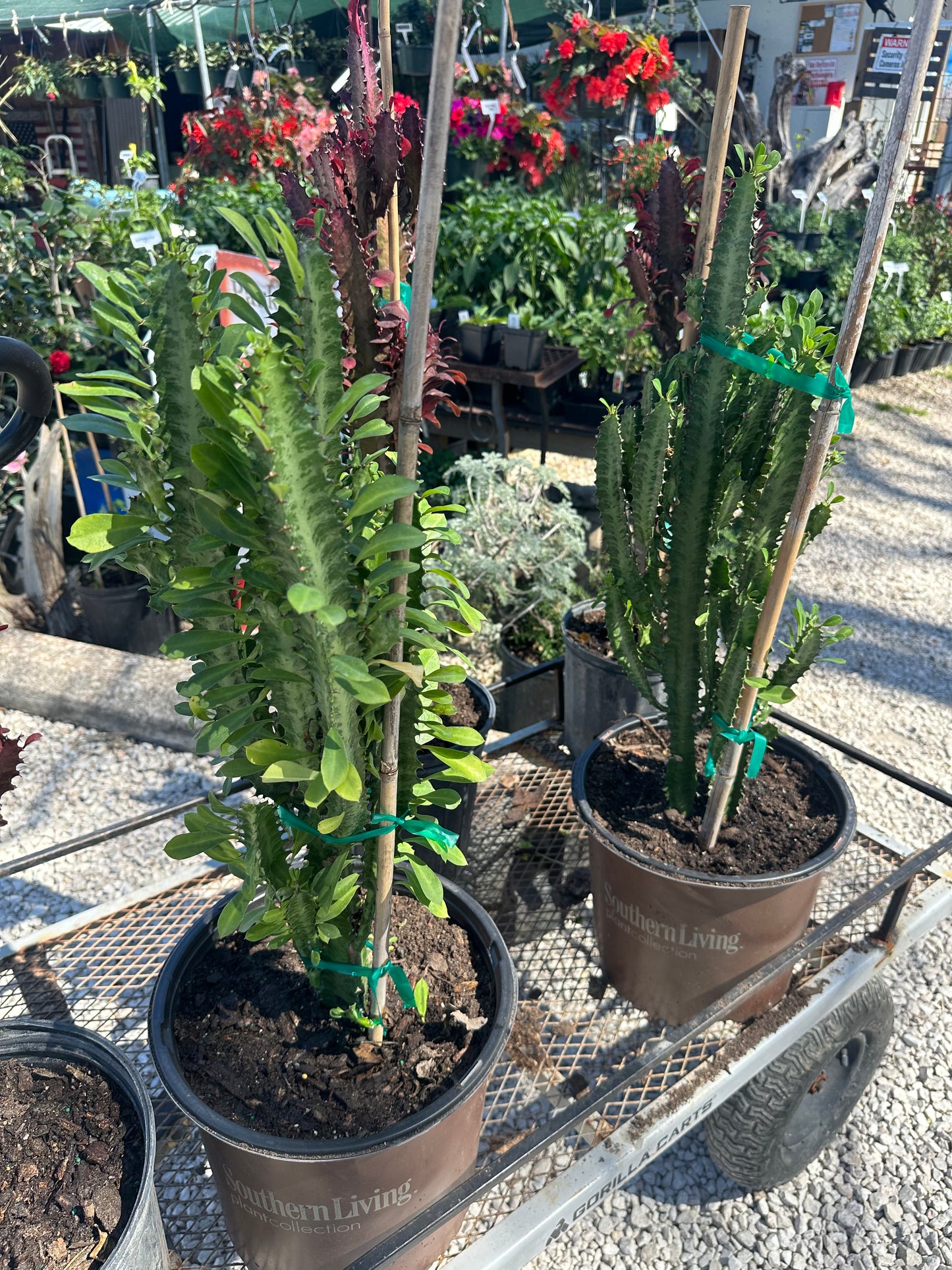 African Milk Tree Cacti