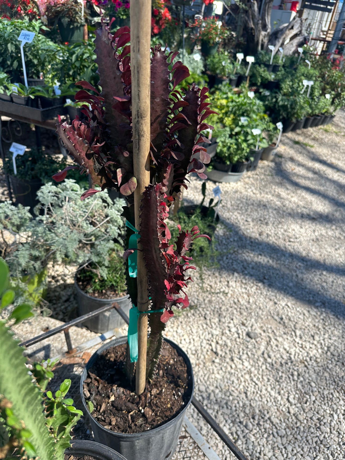 African Milk Tree Cacti