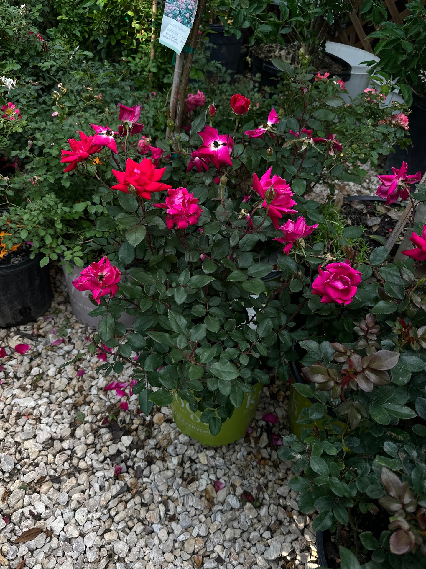 Knockout roses