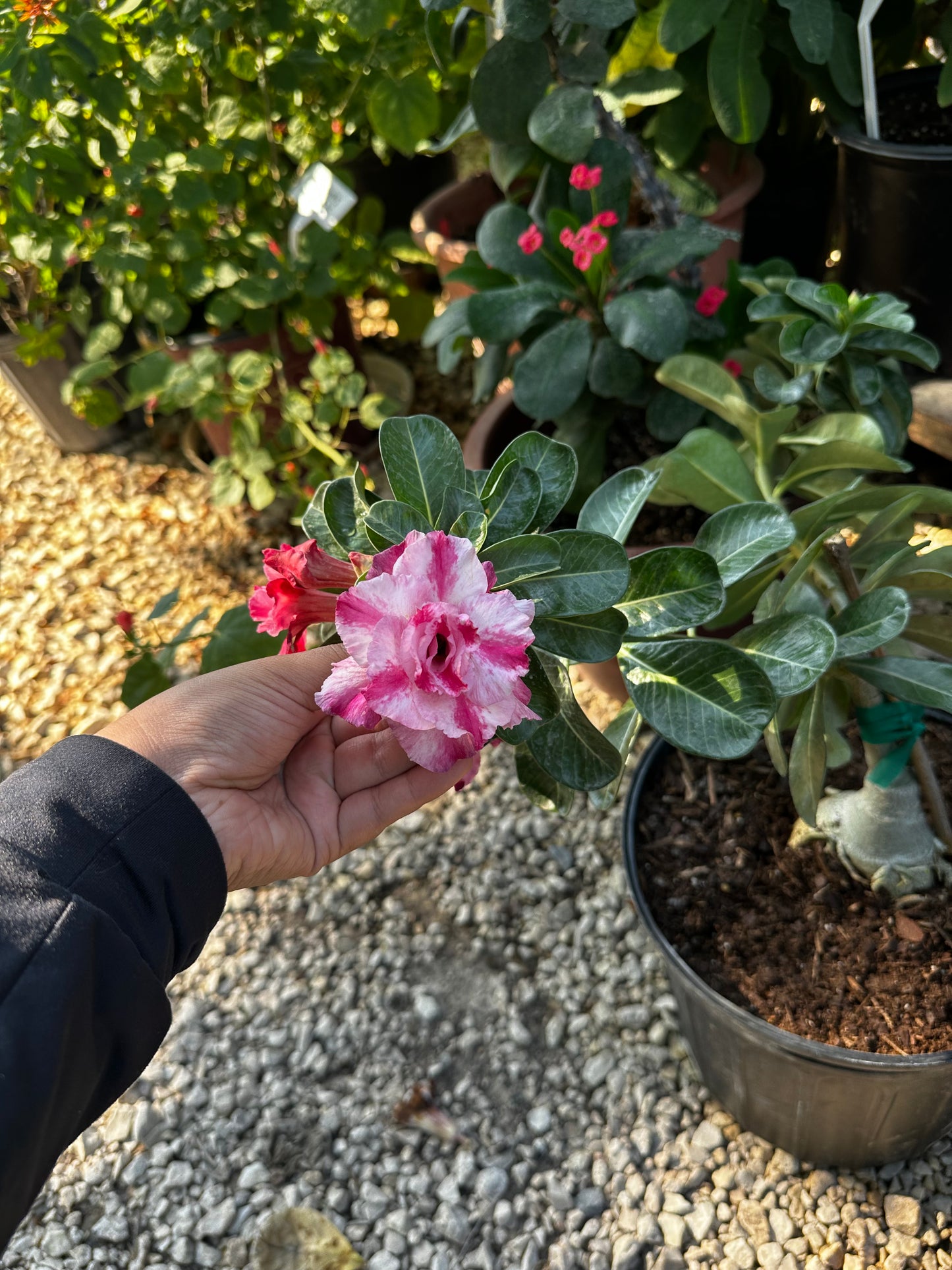 Mumbai Fashion Desert Rose