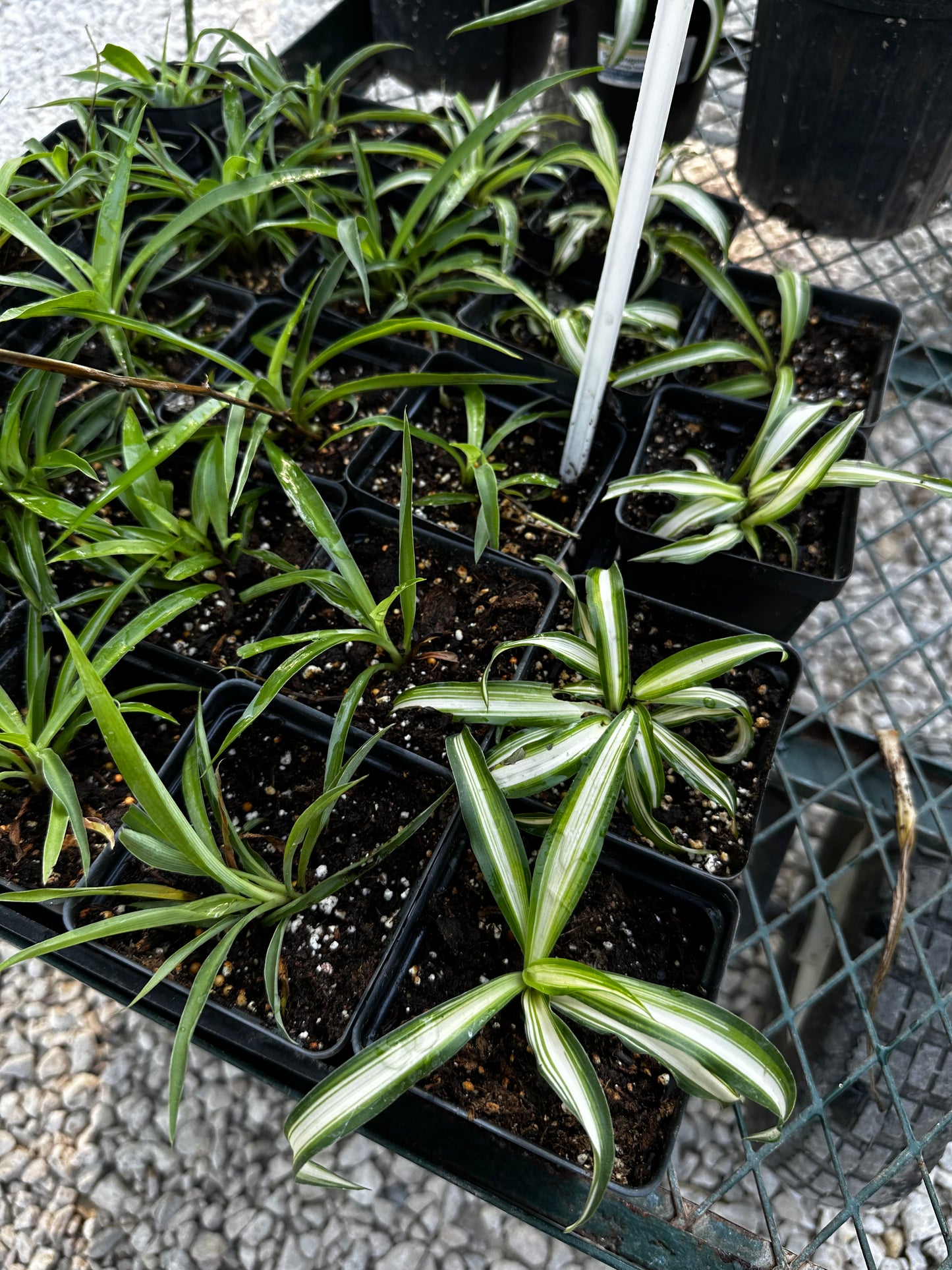 Spider plants (airplane plants) “4 cup