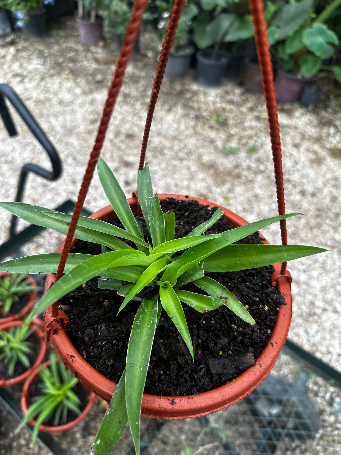 Spider plant baskets