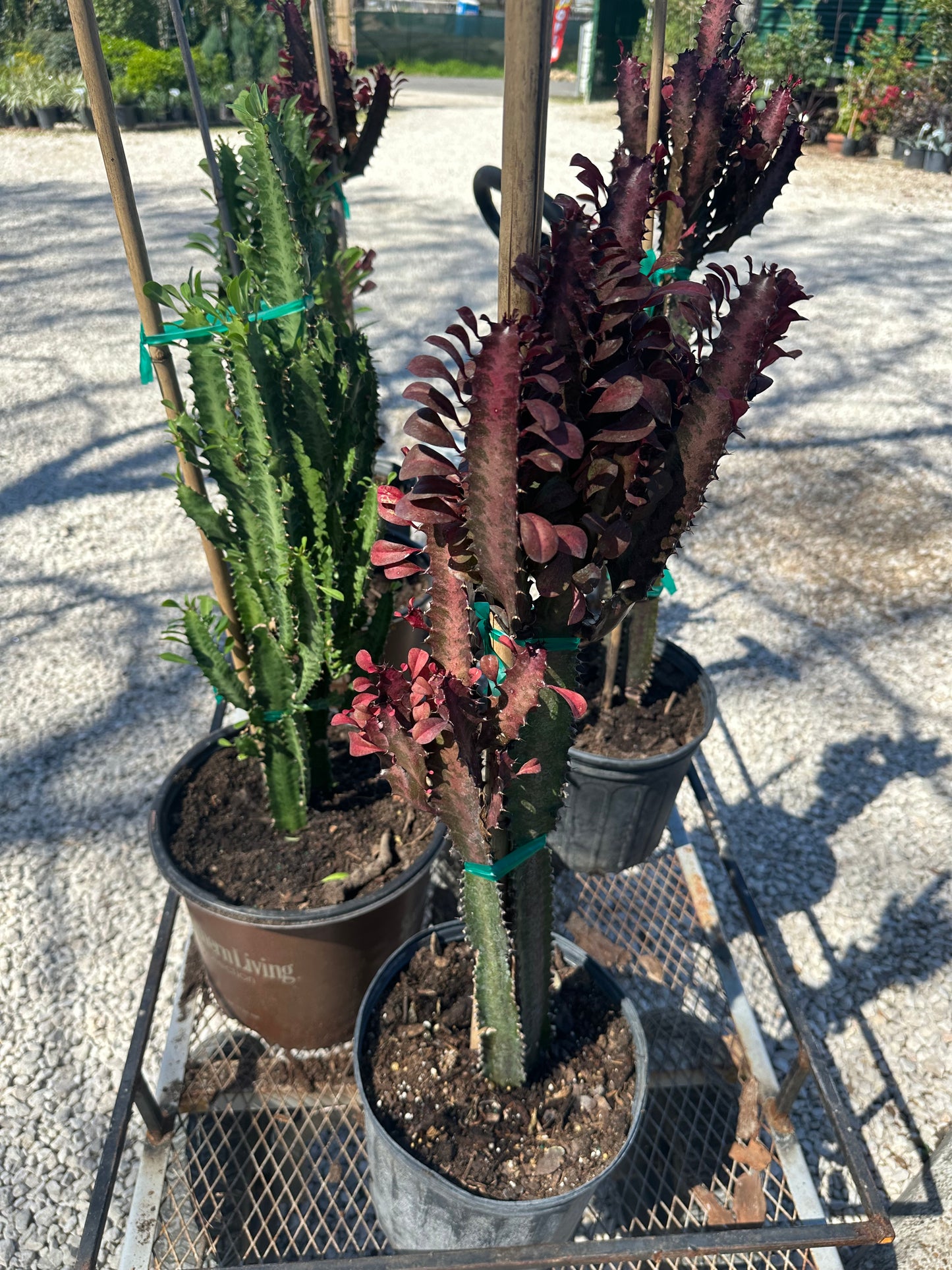 African Milk Tree Cacti