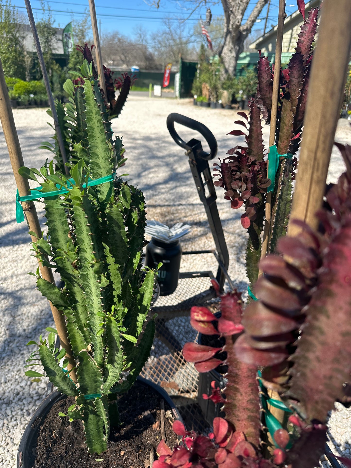 African Milk Tree Cacti