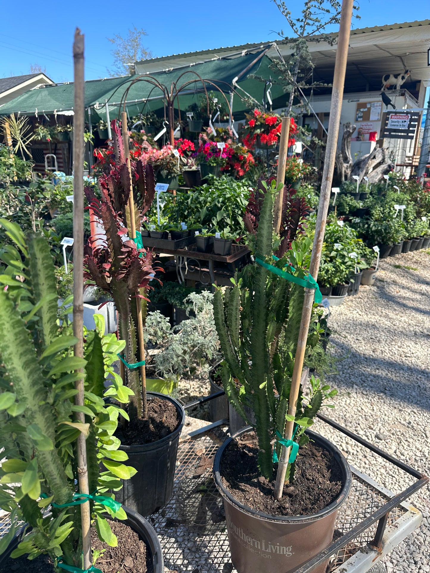 African Milk Tree Cacti