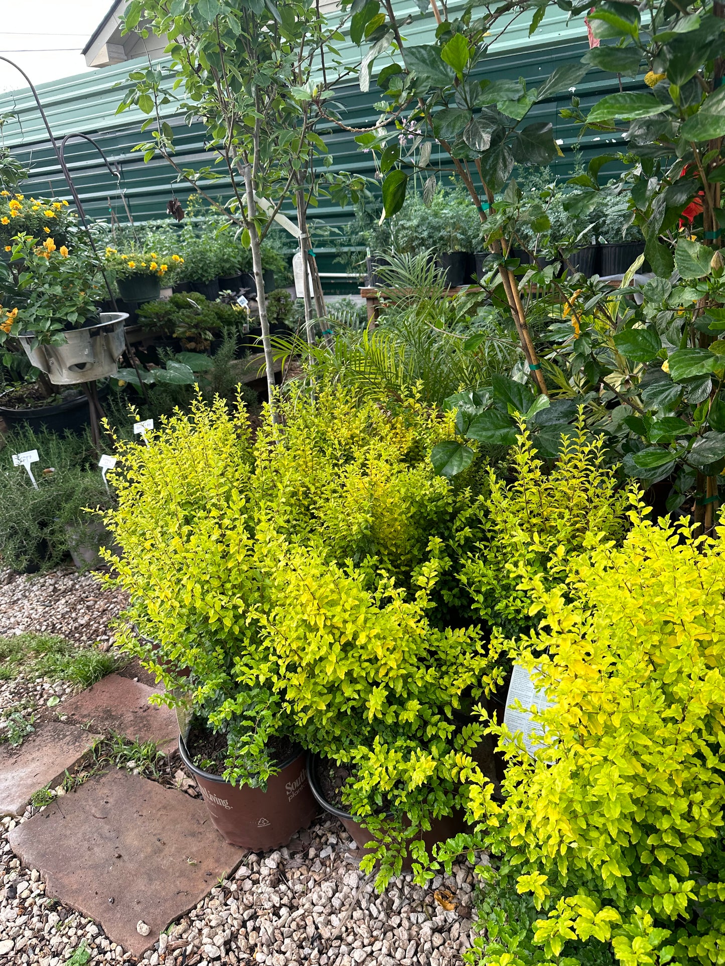 Sunshine Ligustrum