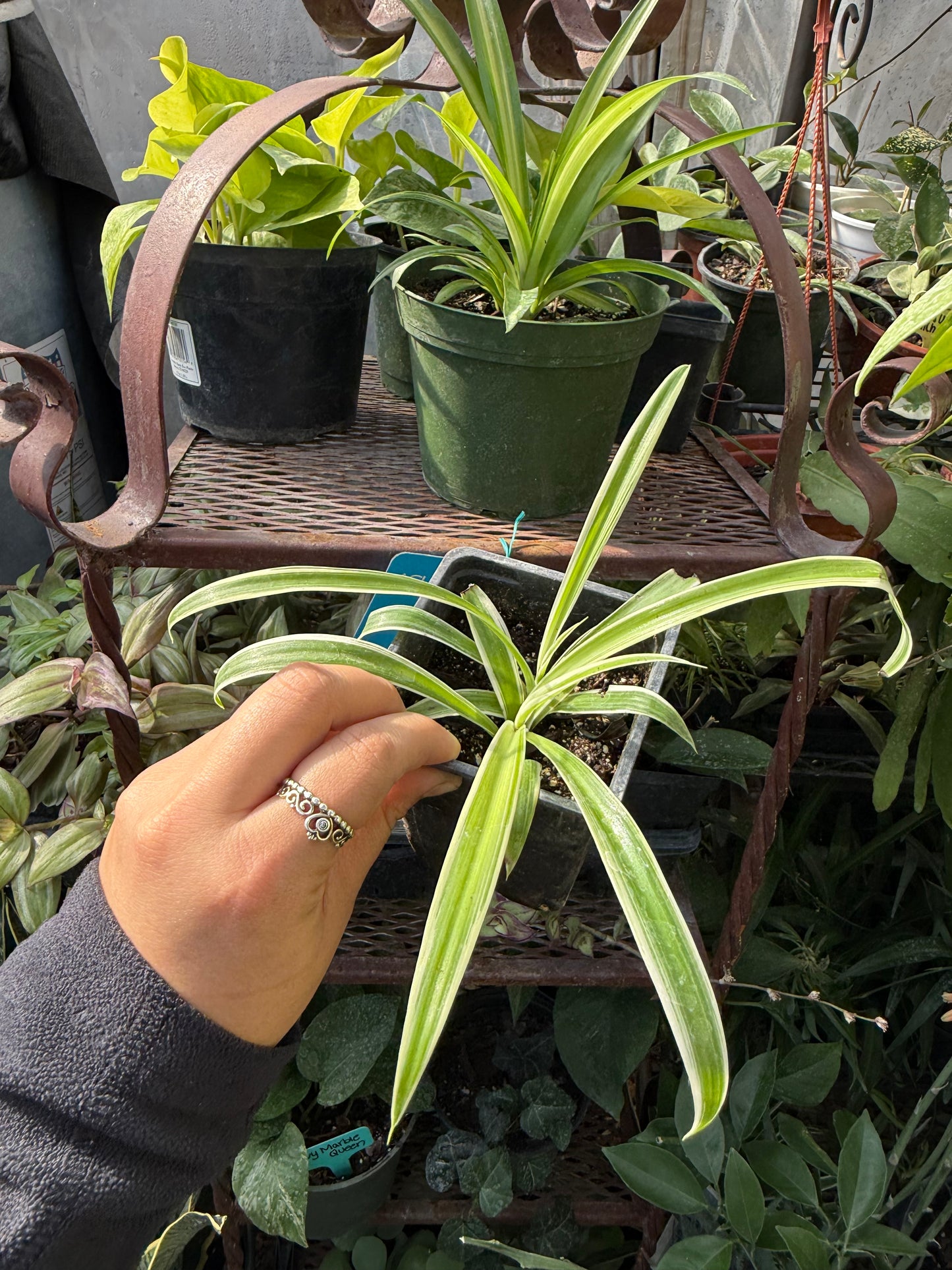 Spider plants (airplane plants) “4 cup