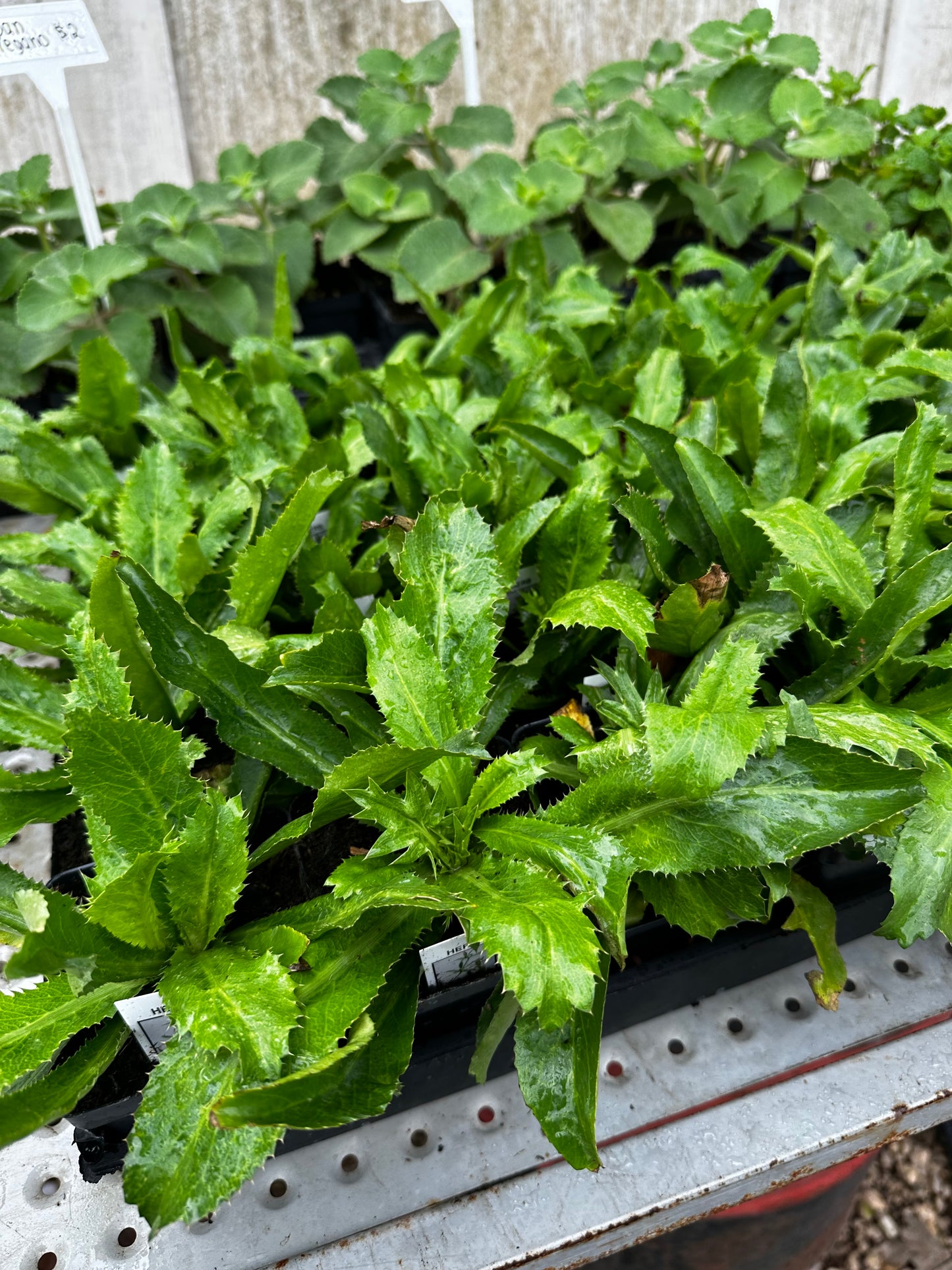 Culantro plants