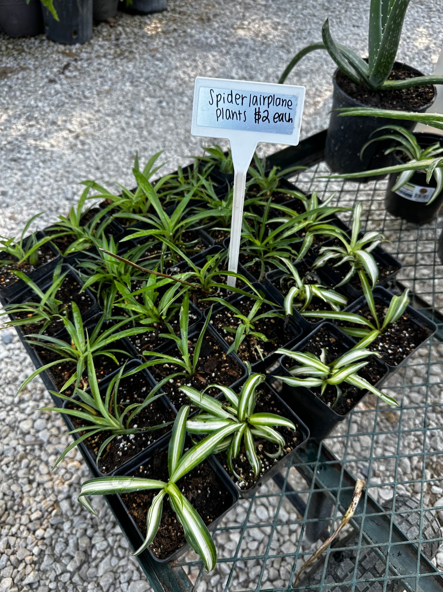 Spider plants (airplane plants) “4 cup