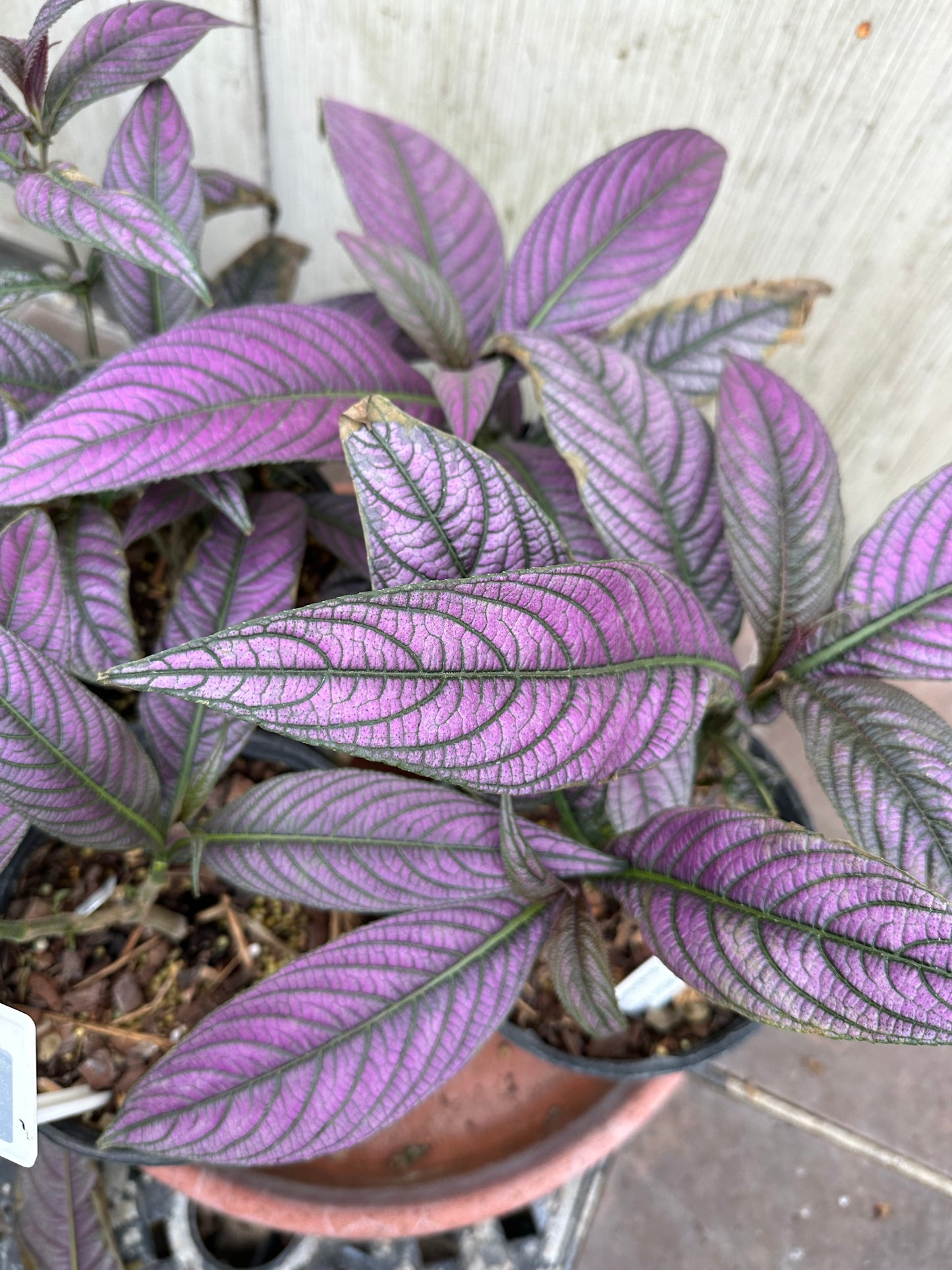 Persian Shield