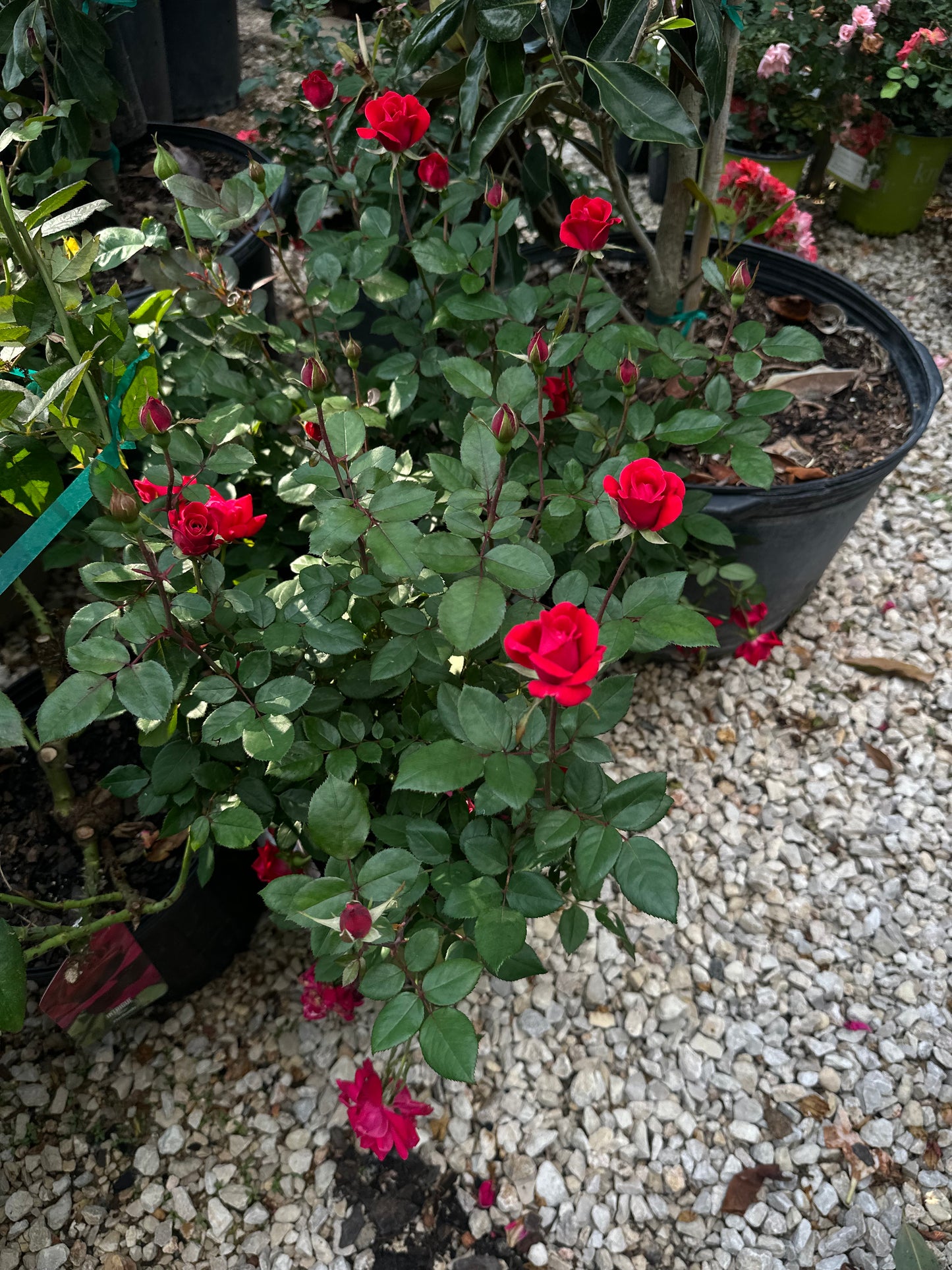 Knockout roses