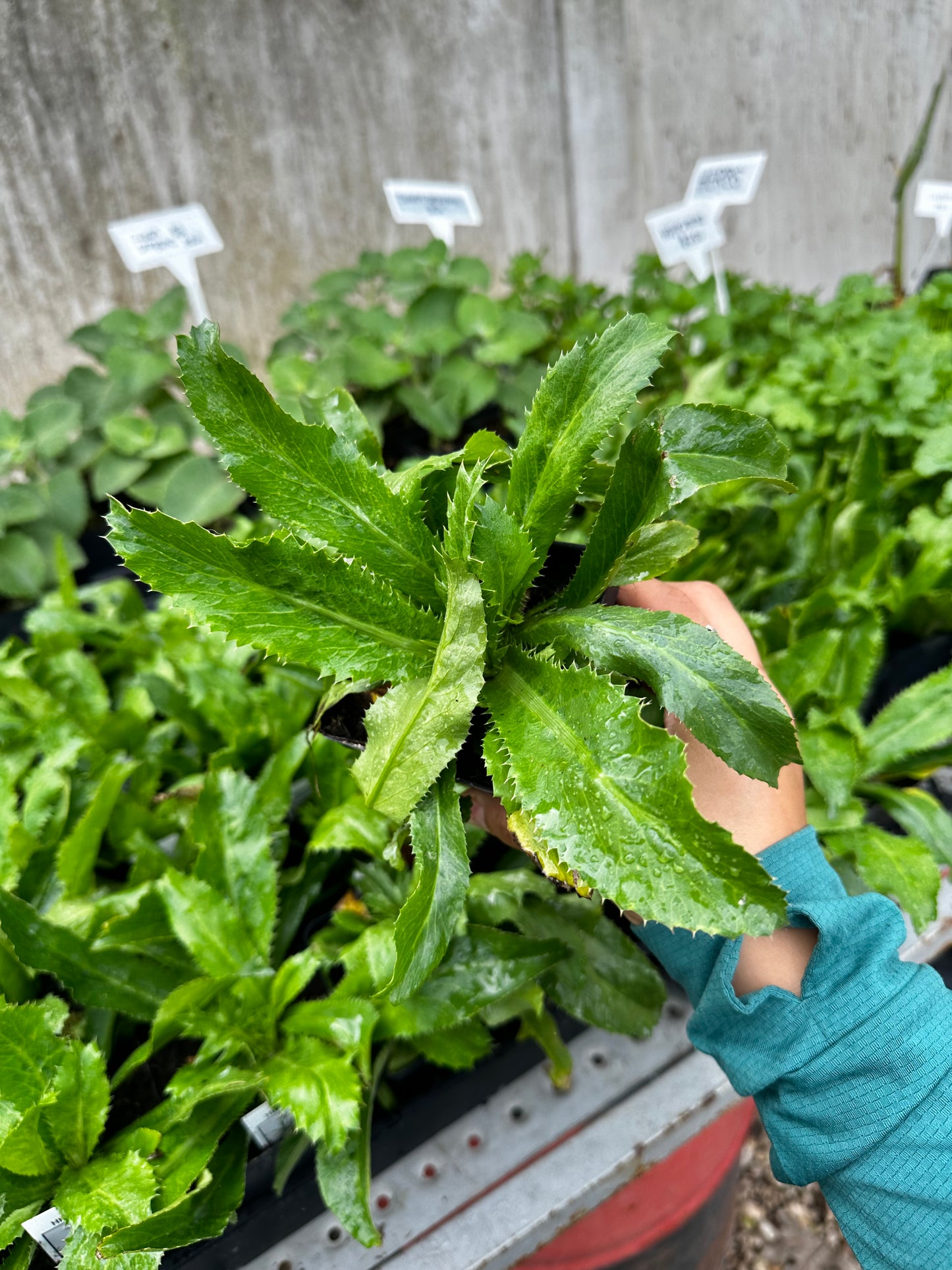 Culantro plants
