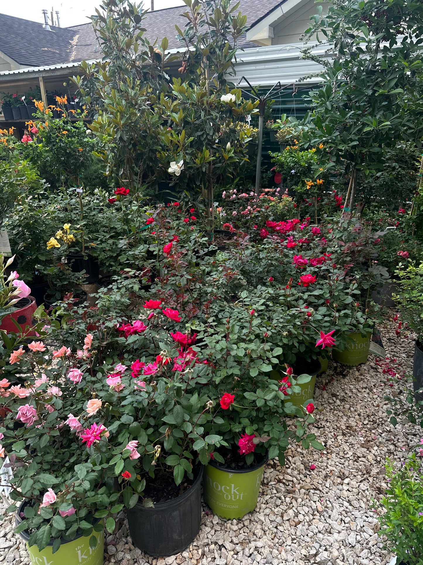 Knockout roses