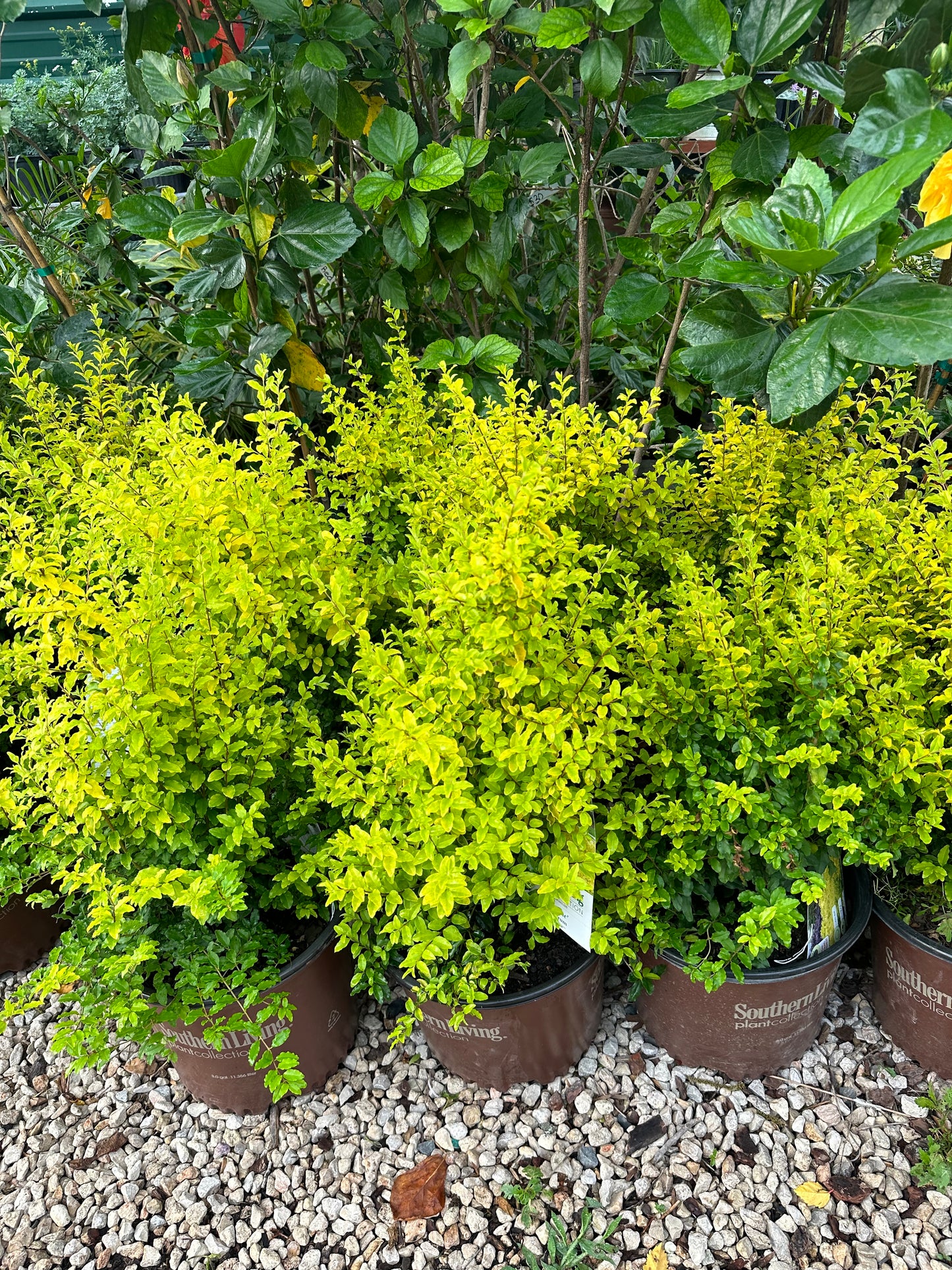 Sunshine Ligustrum