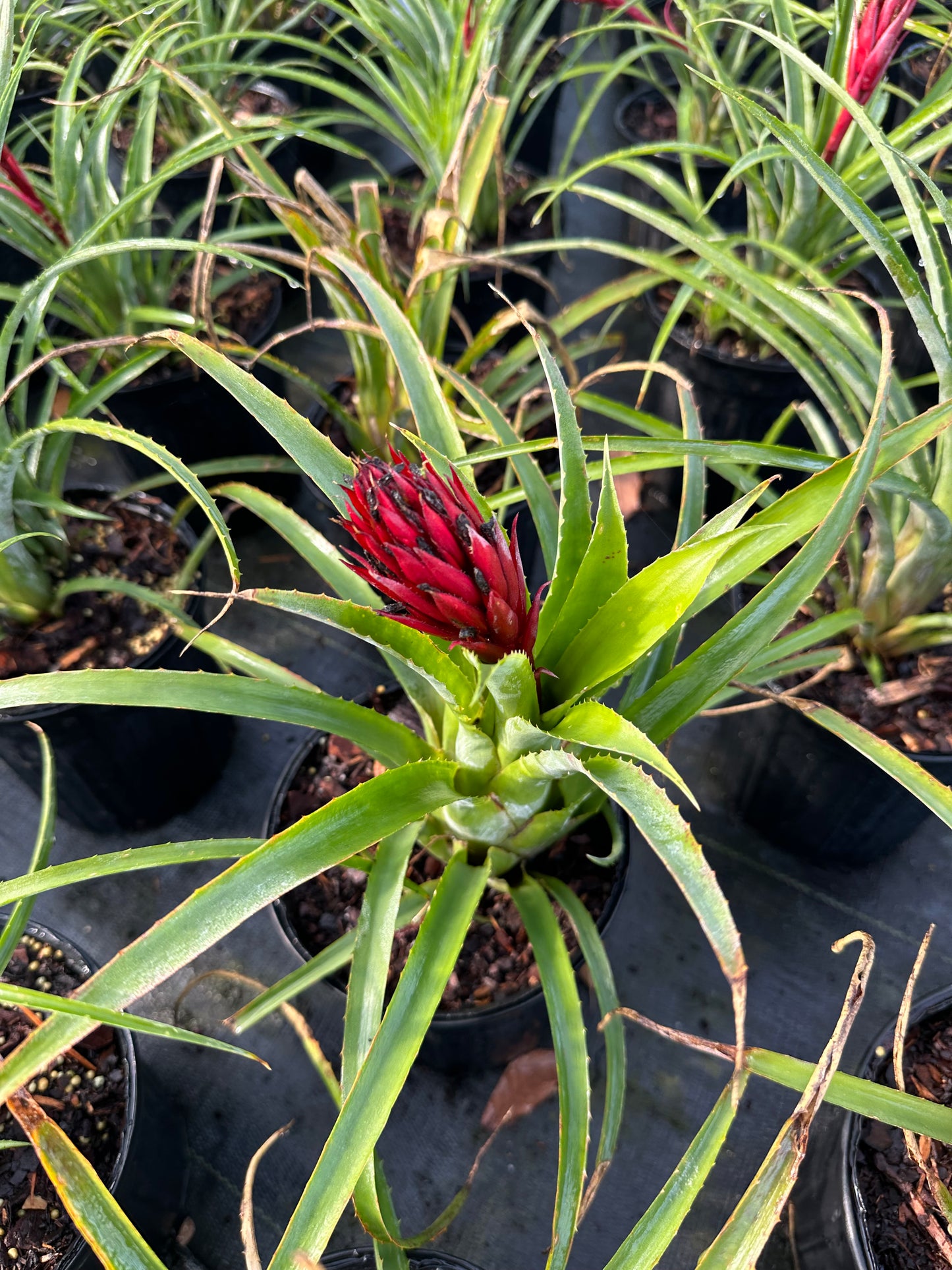 Hardy Bromeliad