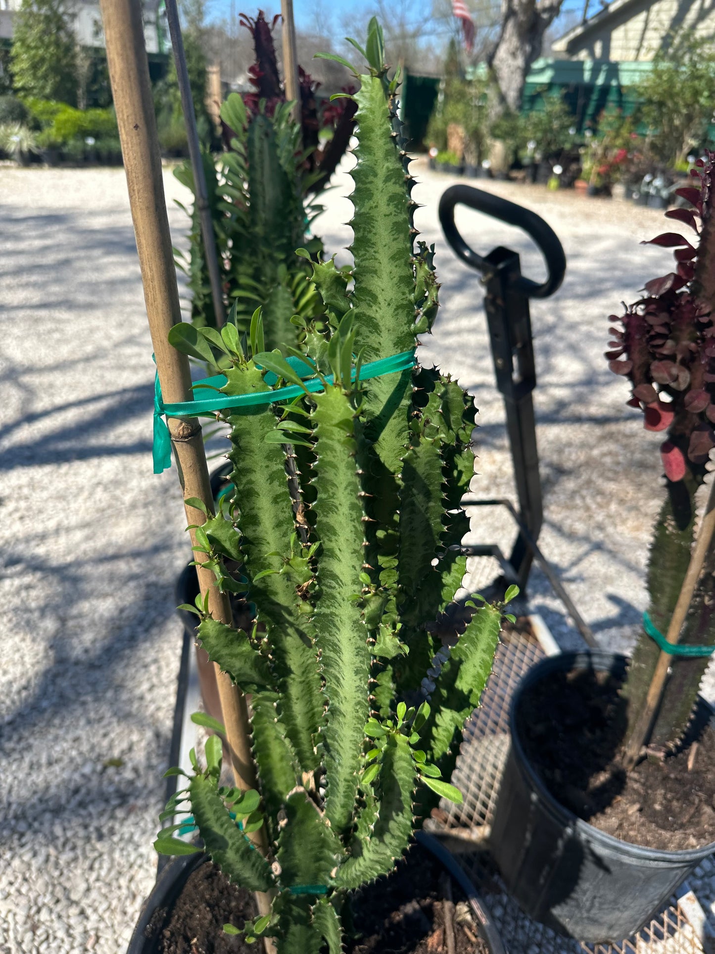 African Milk Tree Cacti
