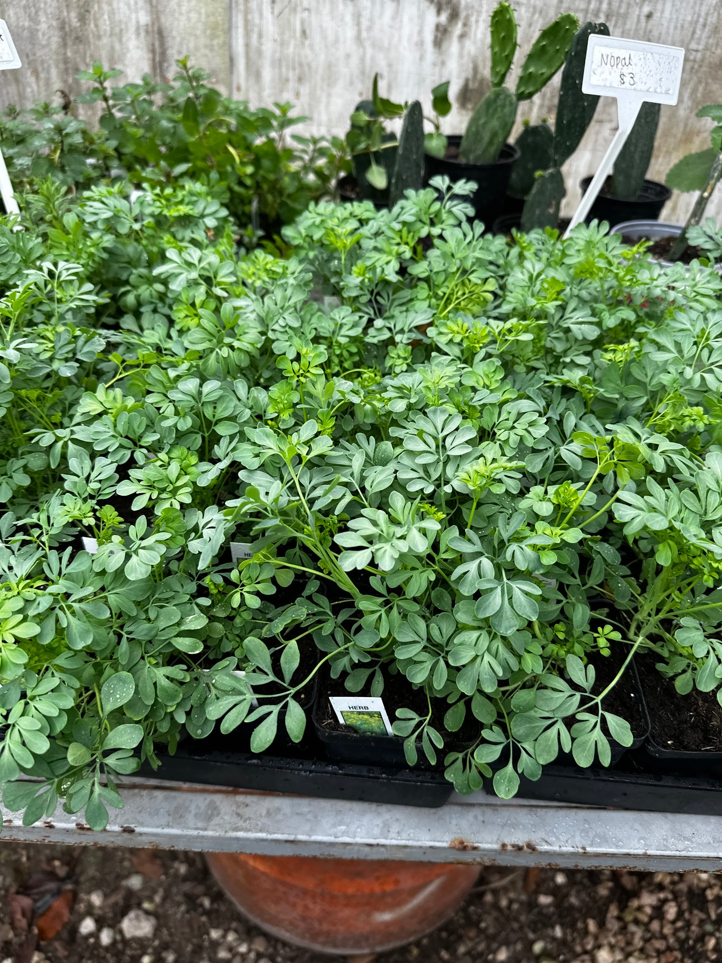 Rue (plantas de rudas)