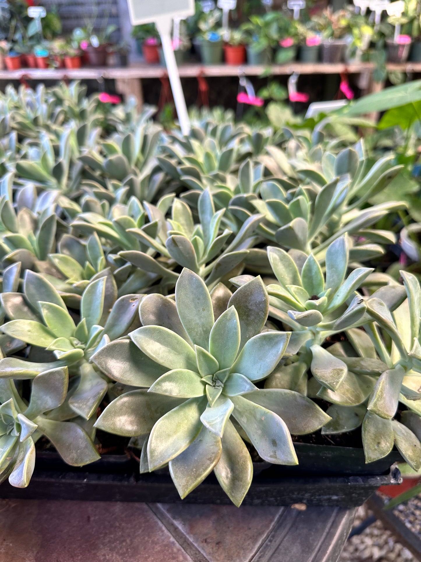 Hens n’ Chicks Succulents