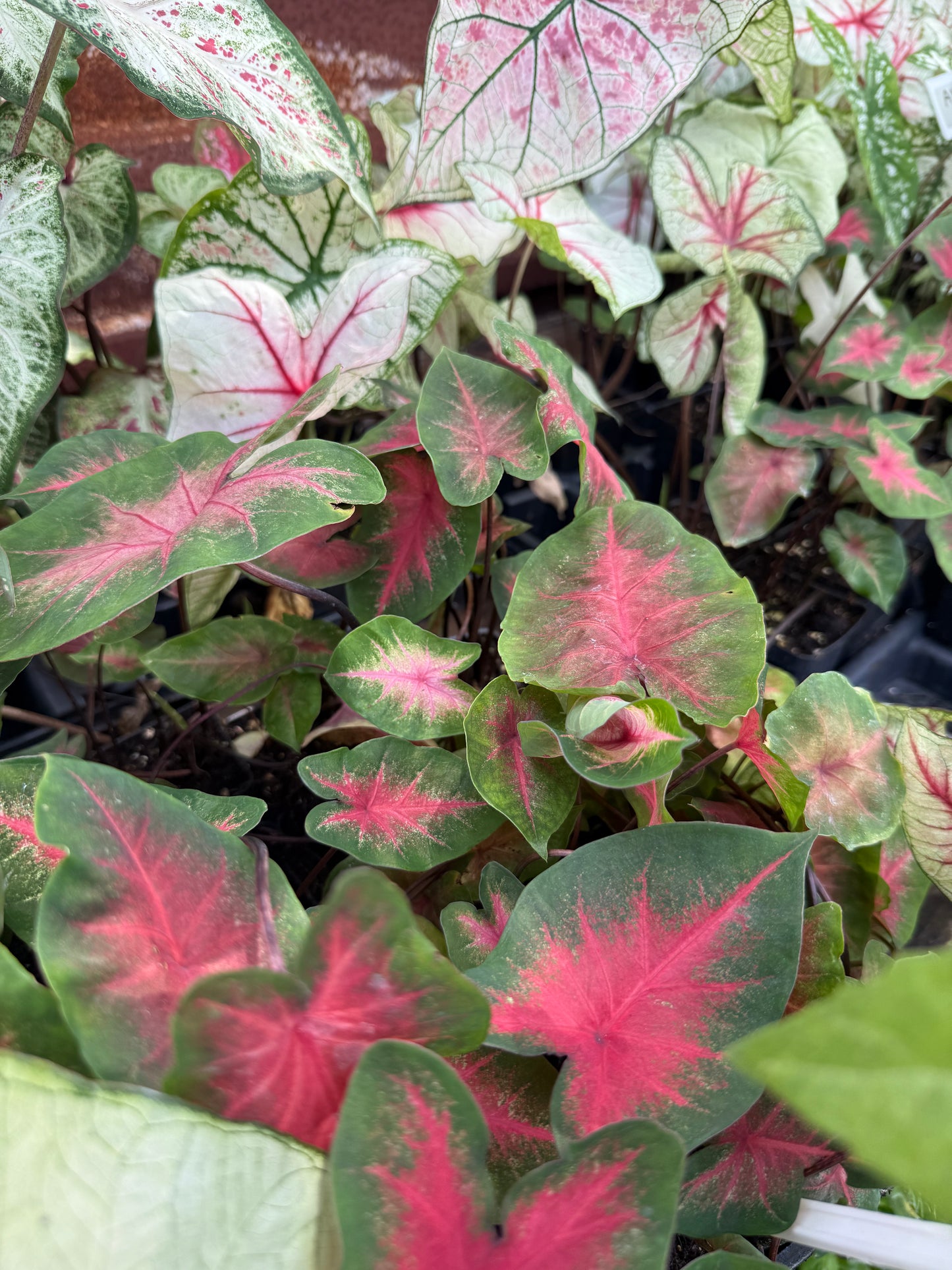 Caladium
