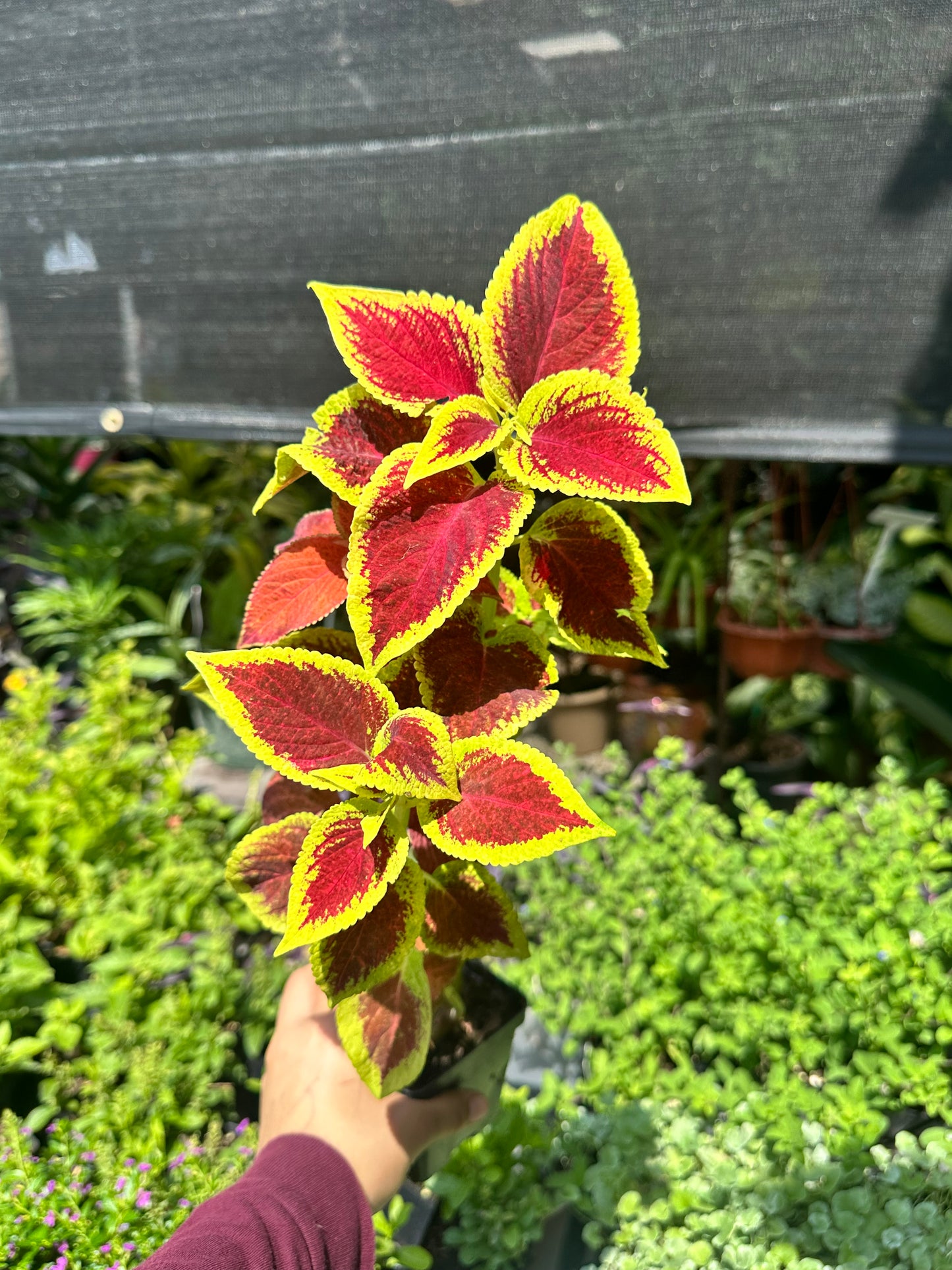 Coleus