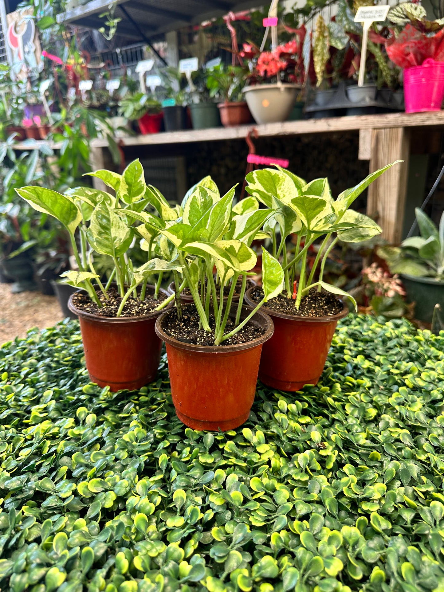 Pearls and Jade Pothos