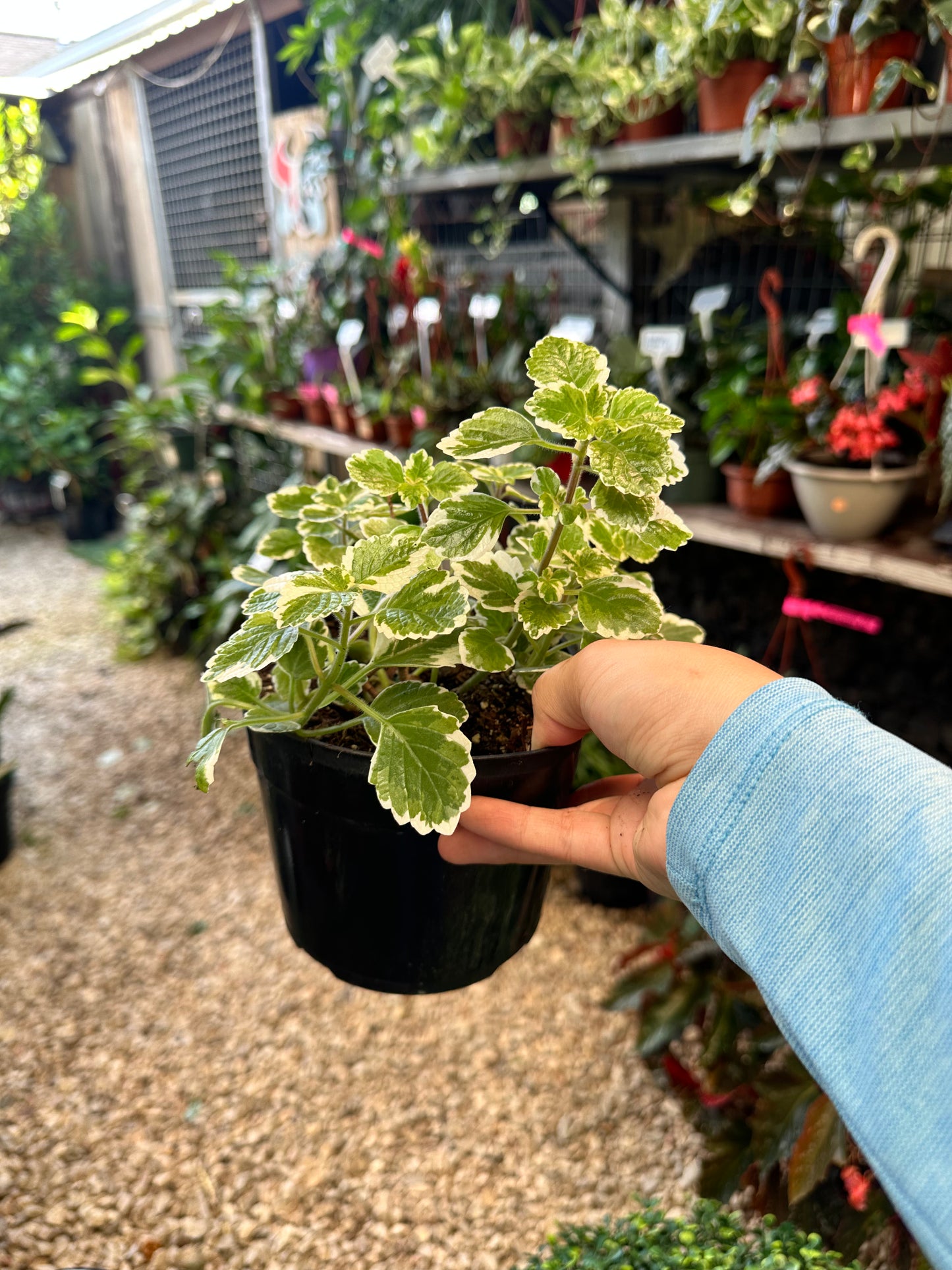 Variegated Sweedish Ivy