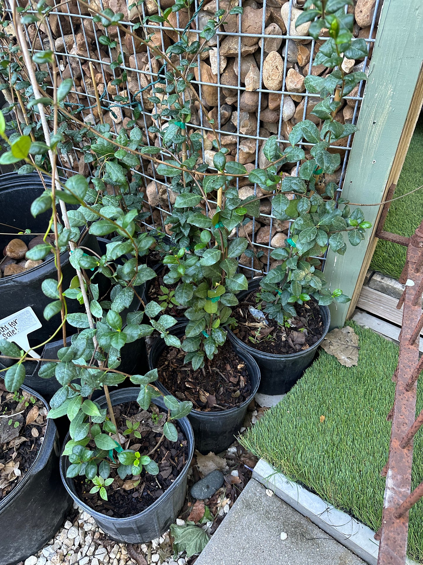 White Star Jasmine