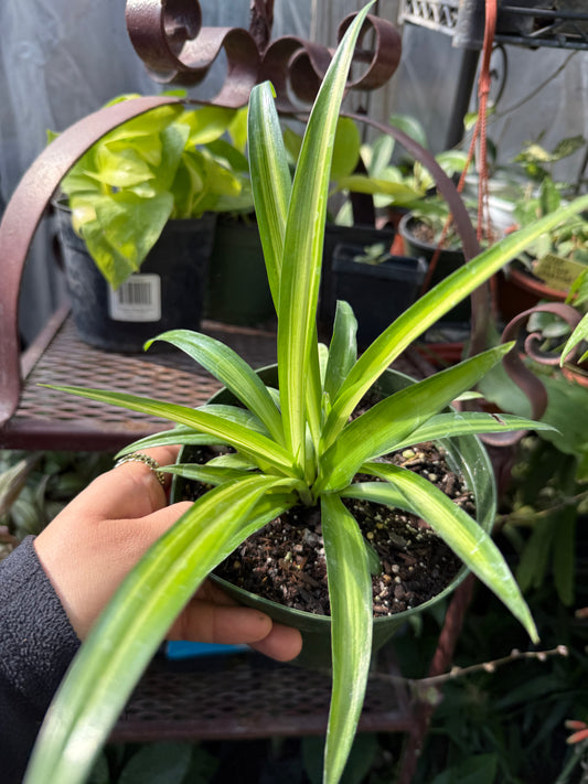 Hawaiian Spider plant