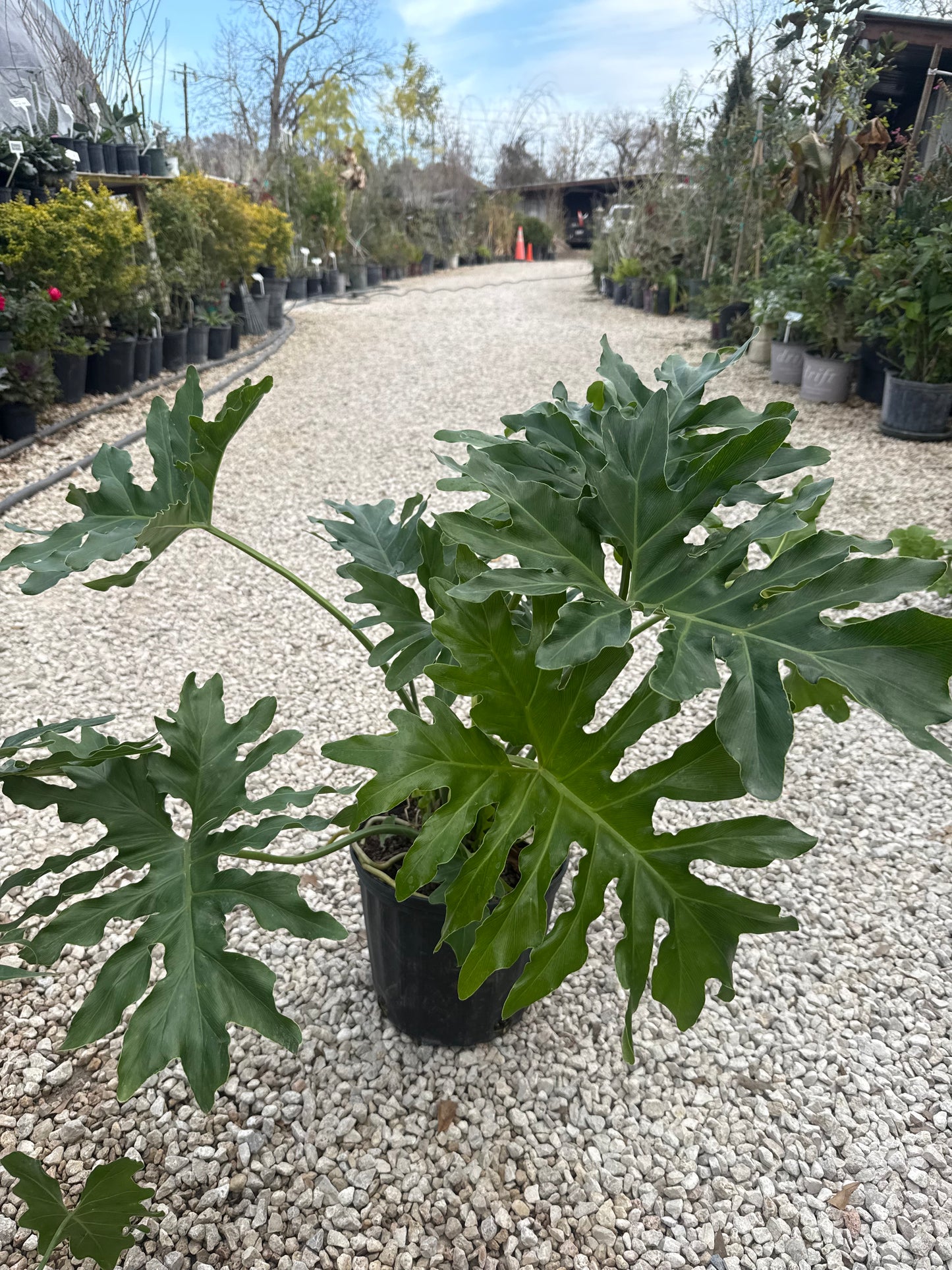 Philodendron Selloum