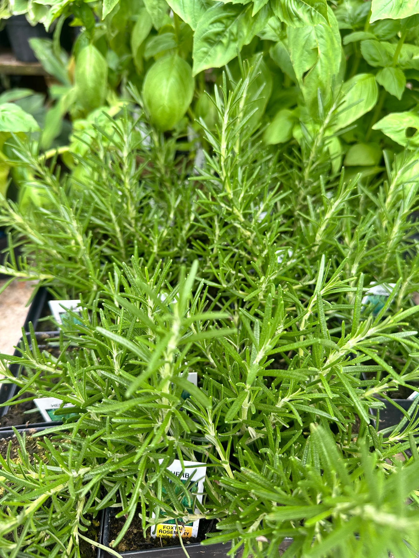Rosemary
