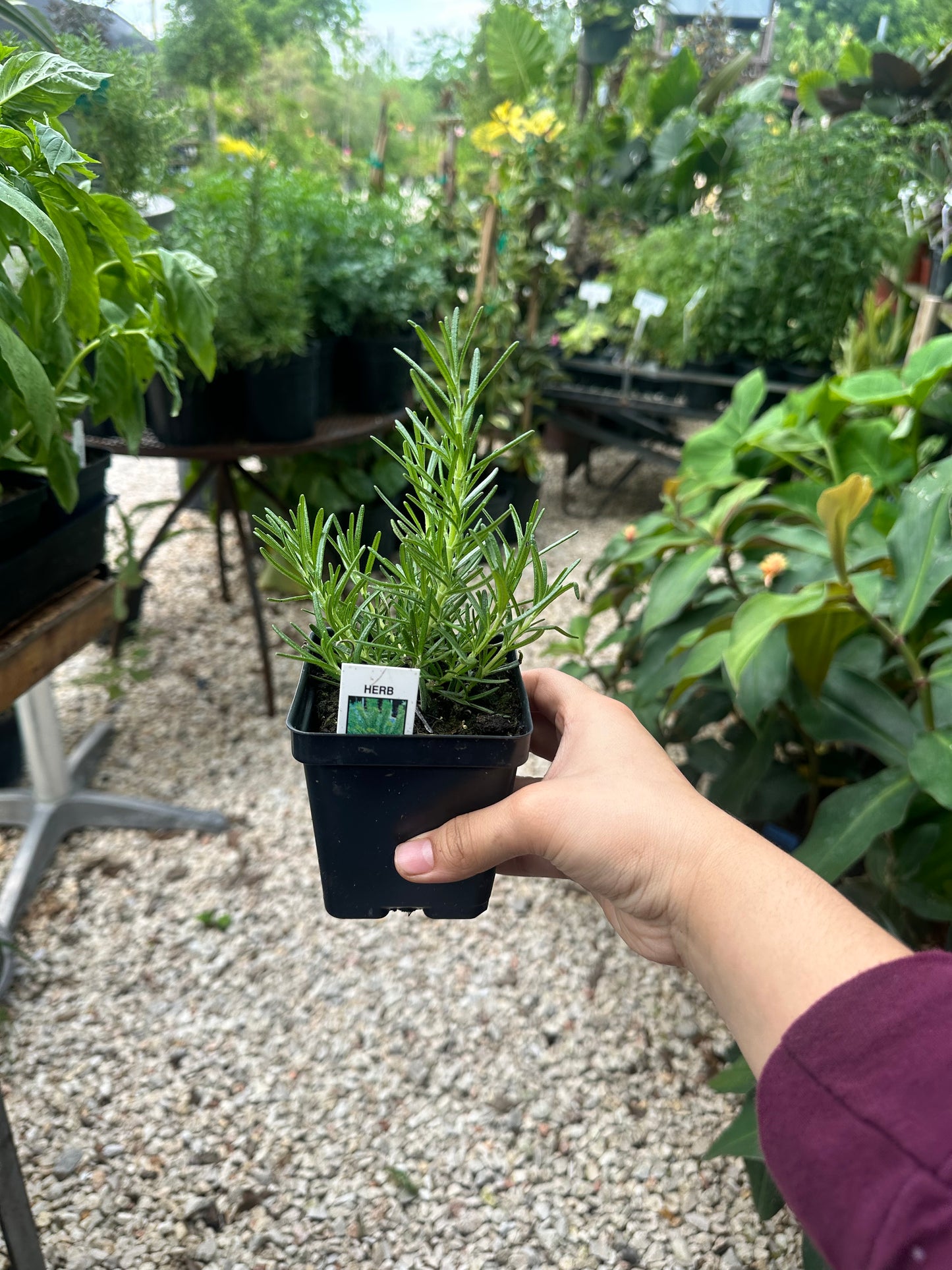 Rosemary