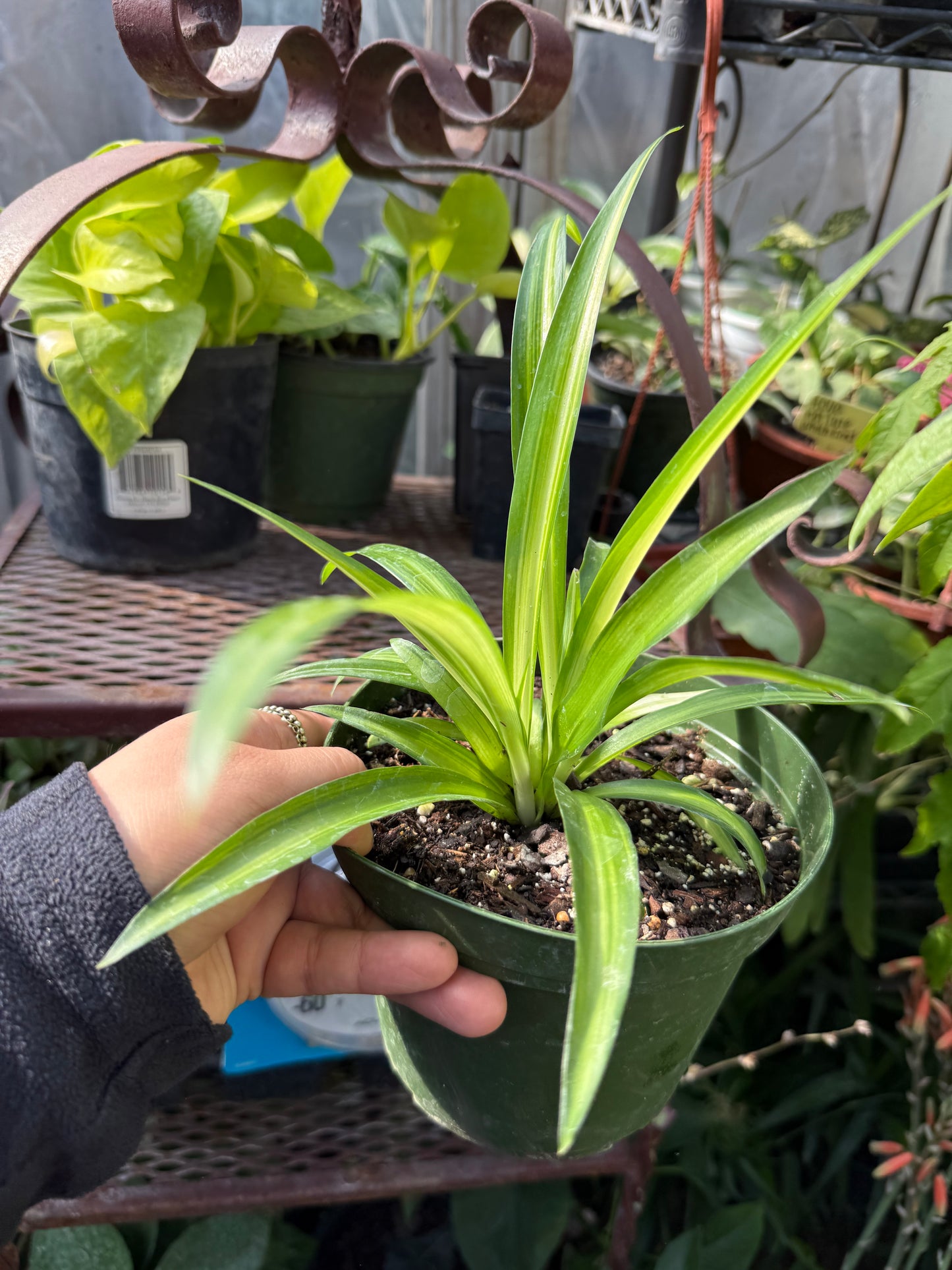 Hawaiian Spider plant
