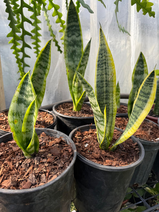 Snake Plant