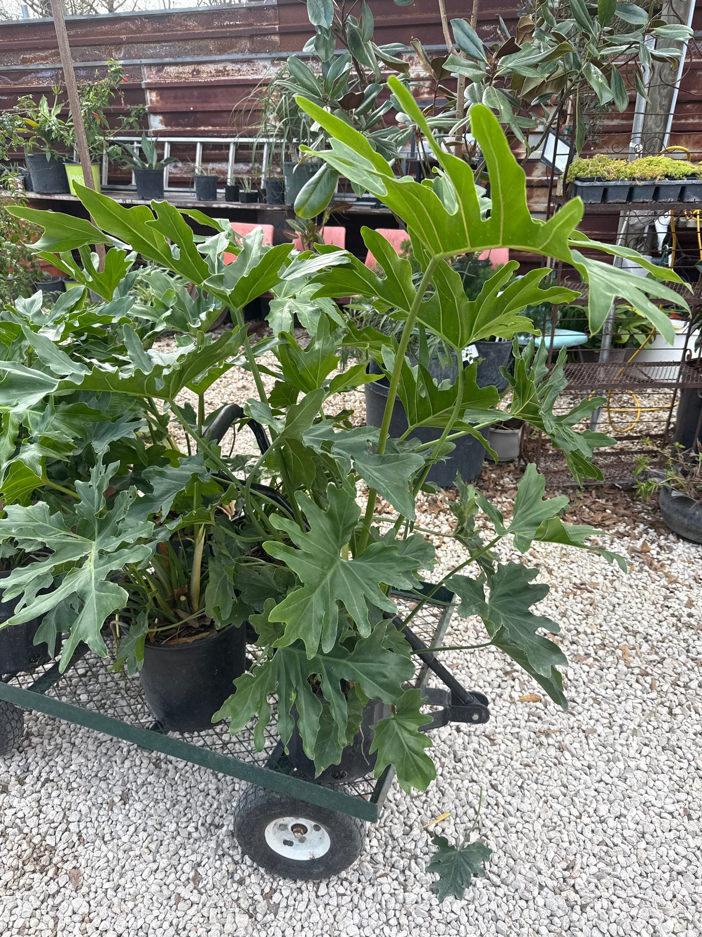 Philodendron Selloum