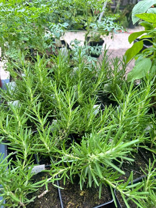 Rosemary