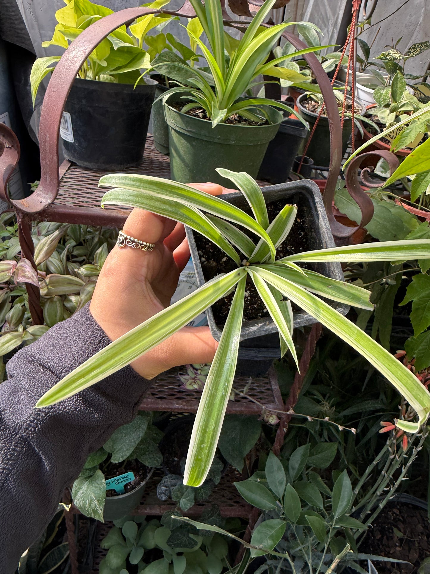 Spider plants (airplane plants) “4 cup